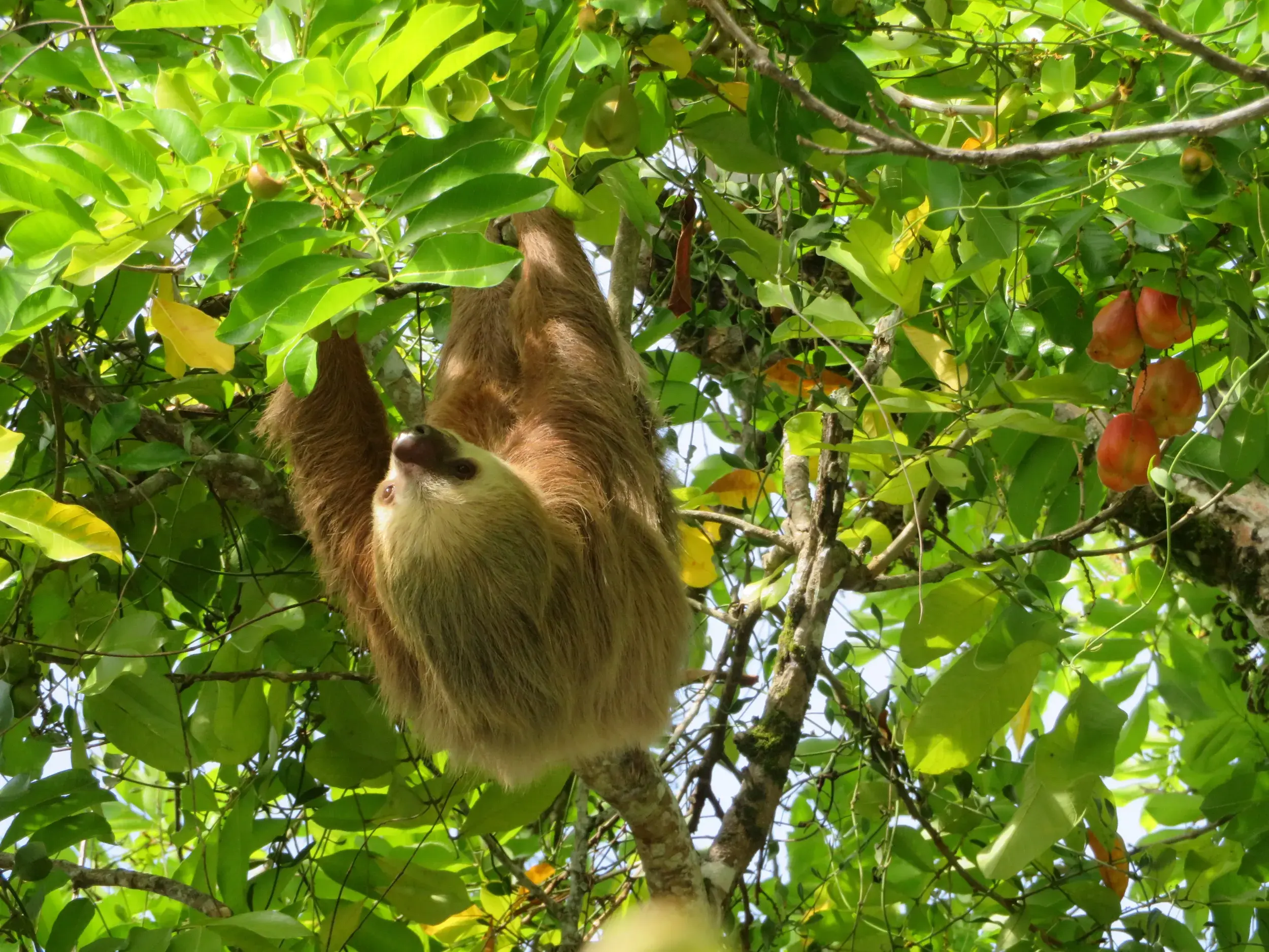Ein Zweifinger-Faultier hängt entspannt in der Baumkrone eines Regenwaldes in Costa Rica zwischen grünen Blättern.