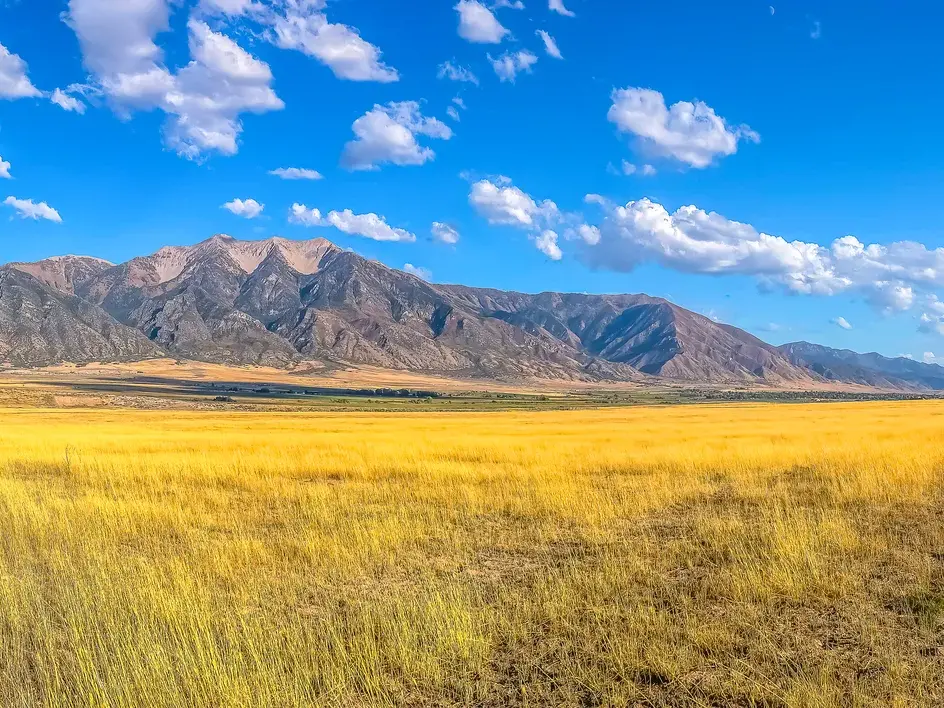 Weite, goldene Graslandschaft vor dem Hejaz-Gebirge in Saudi-Arabien, ein Höhepunkt der Studienreise durch die Wüste.