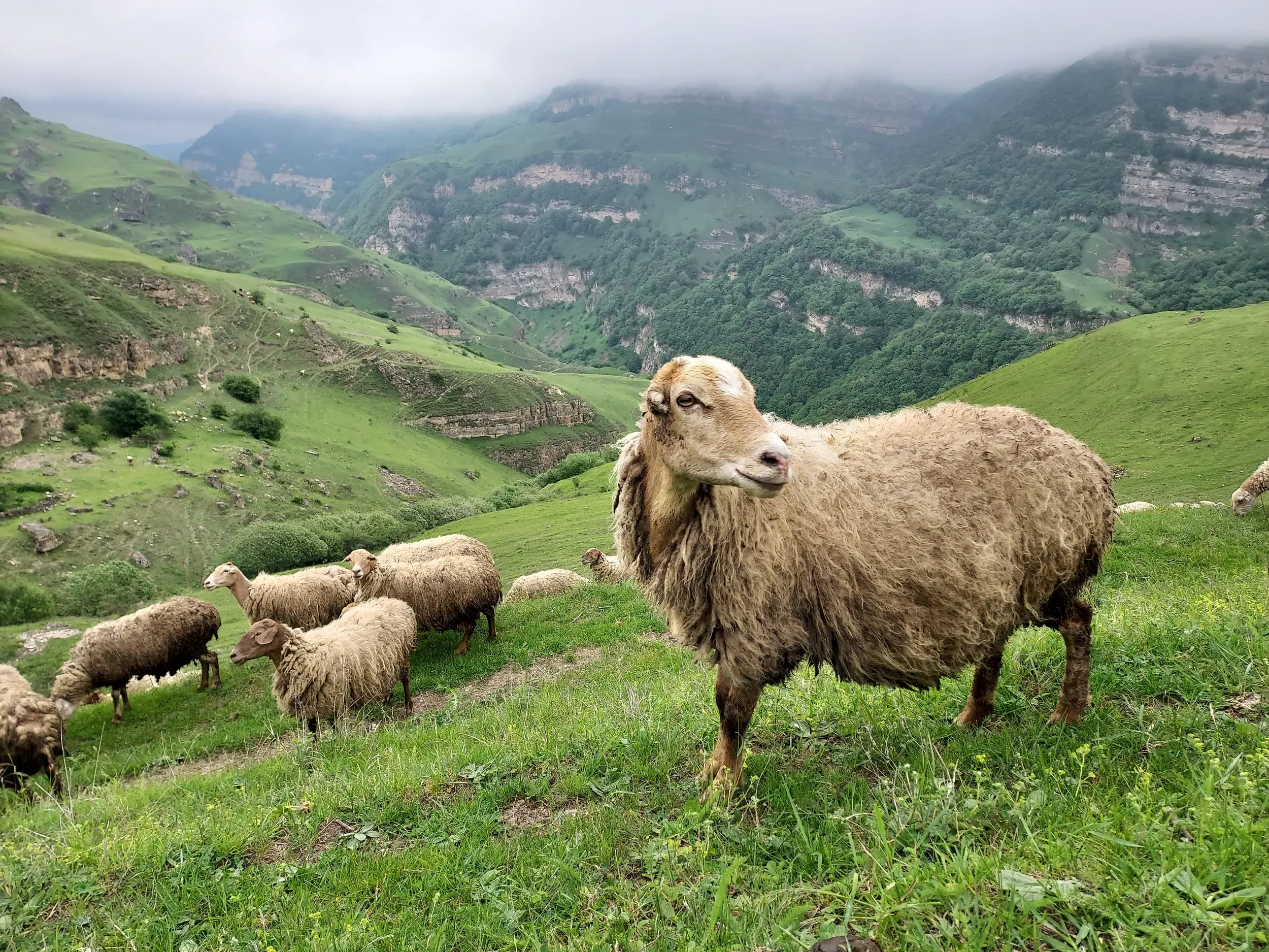 Ein zotteliges Schaf mit seiner Herde auf einer saftig grünen Alm in der Bergwelt des Kaukasus in Aserbaidschan.