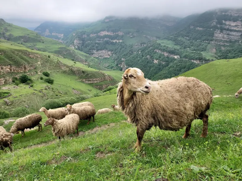 Ein zotteliges Schaf mit seiner Herde auf einer saftig grünen Alm in der Bergwelt des Kaukasus in Aserbaidschan.