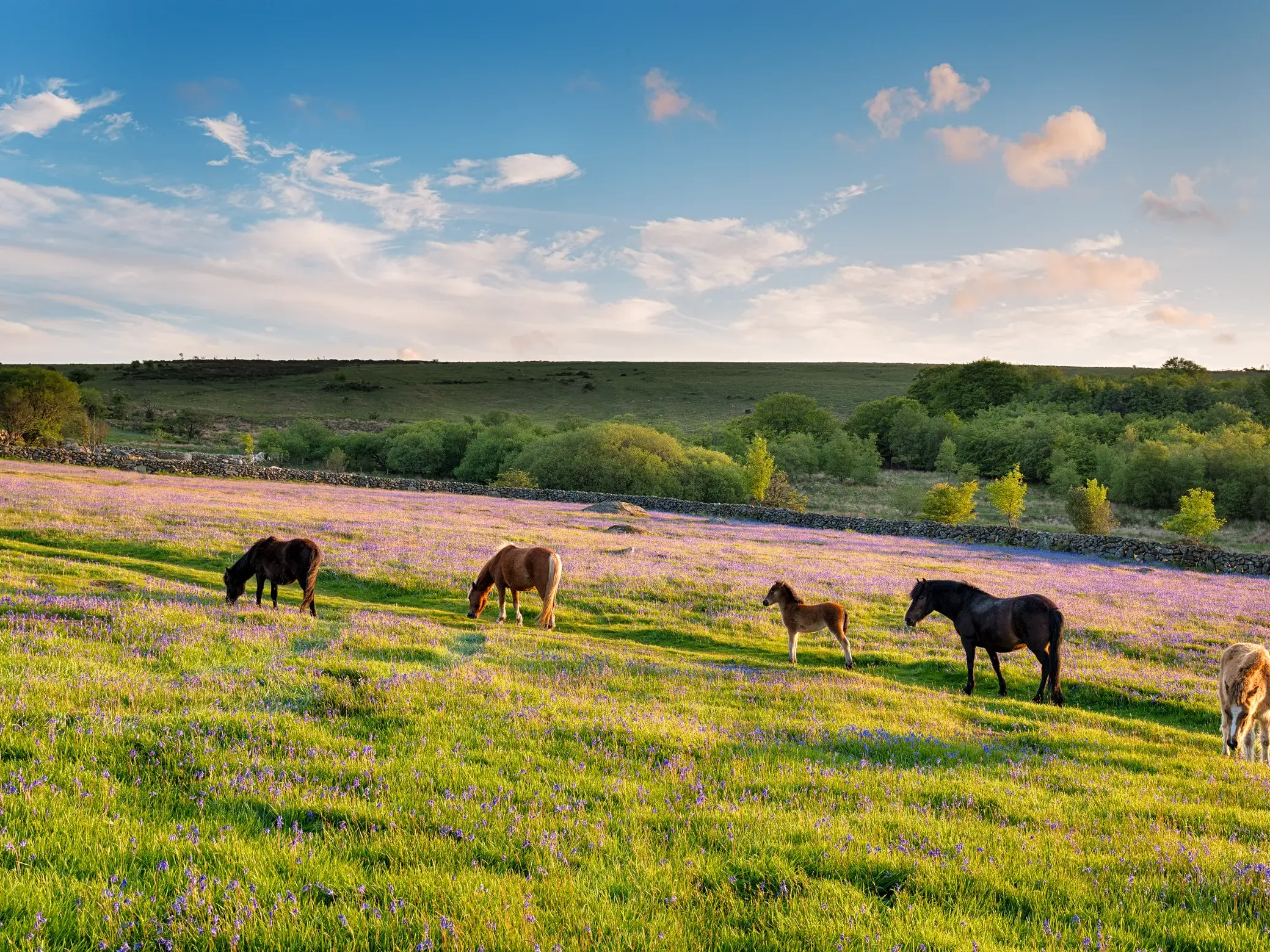 Eine Herde wilder Ponys grast bei sanftem Abendlicht in der blühenden Heidelandschaft des Dartmoor in Südengland.