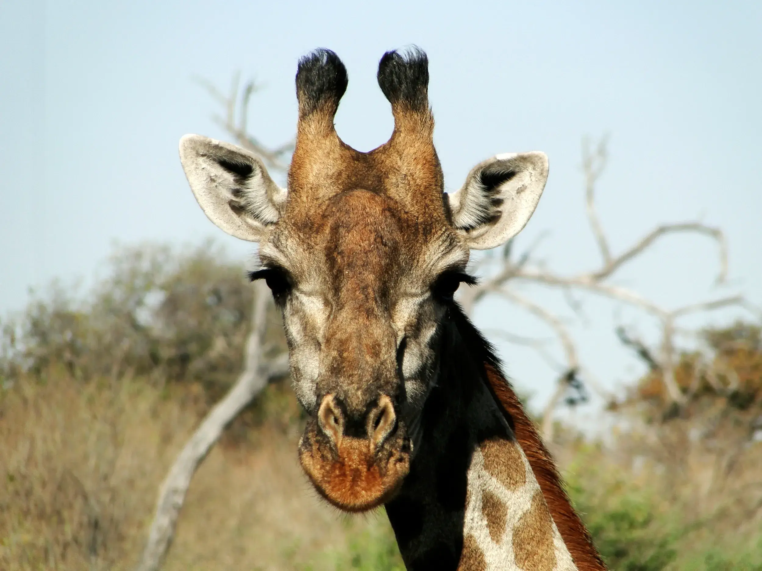 Nahaufnahme einer Giraffe, die bei einer Safari im Krüger Nationalpark in Südafrika neugierig in die Kamera blickt.