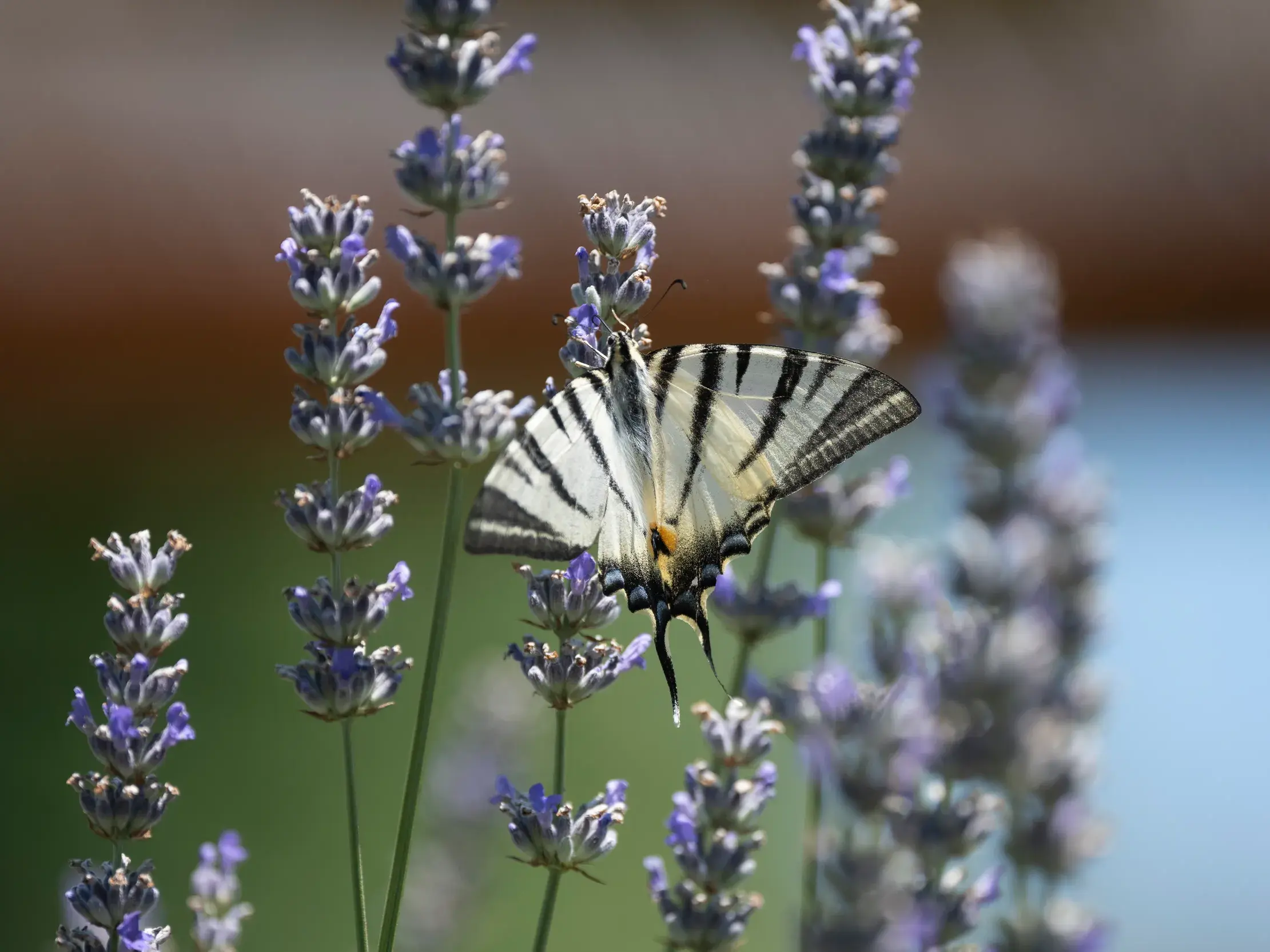 Ein weiß-schwarz gestreifter Segelfalter auf einer violetten Blüte im farbenfrohen Blütenmeer des Nationalpark Monti Sibillini.