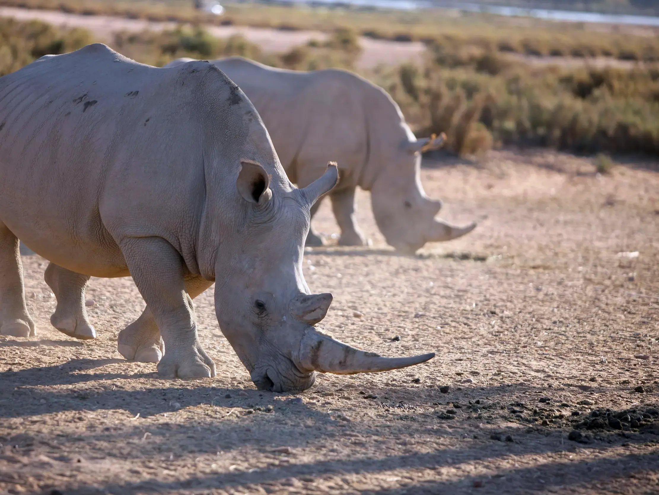 Zwei Breitmaulnashörner grasen in der trockenen Savanne während einer Safari-Fahrt im Krüger-Nationalpark in Südafrika.