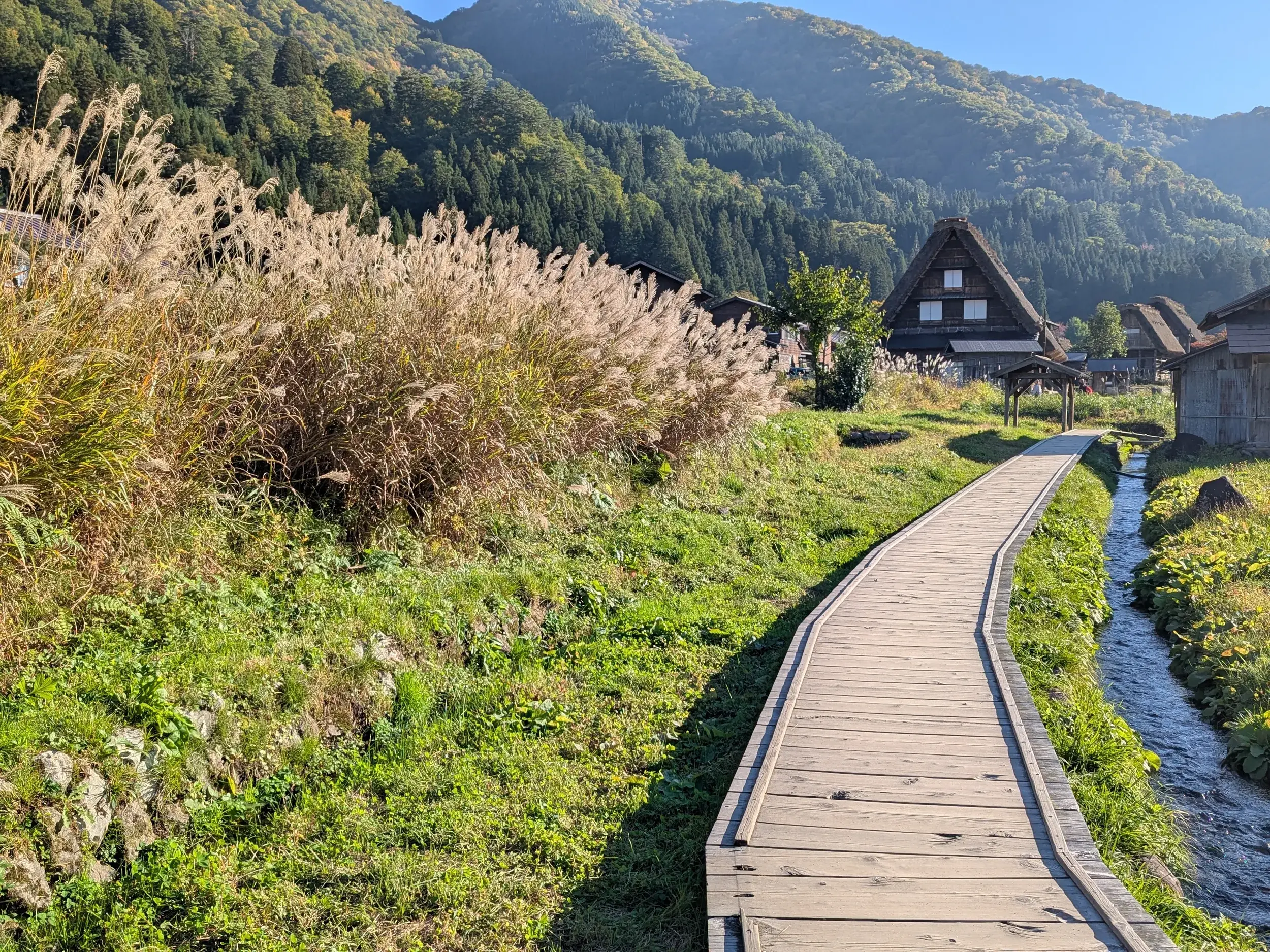 Ein Wanderweg aus Holzplanken führt vorbei an Pampasgras zu einem Gassho-Bauernhaus im UNESCO-Weltkulturerbe Shirakawa-go.