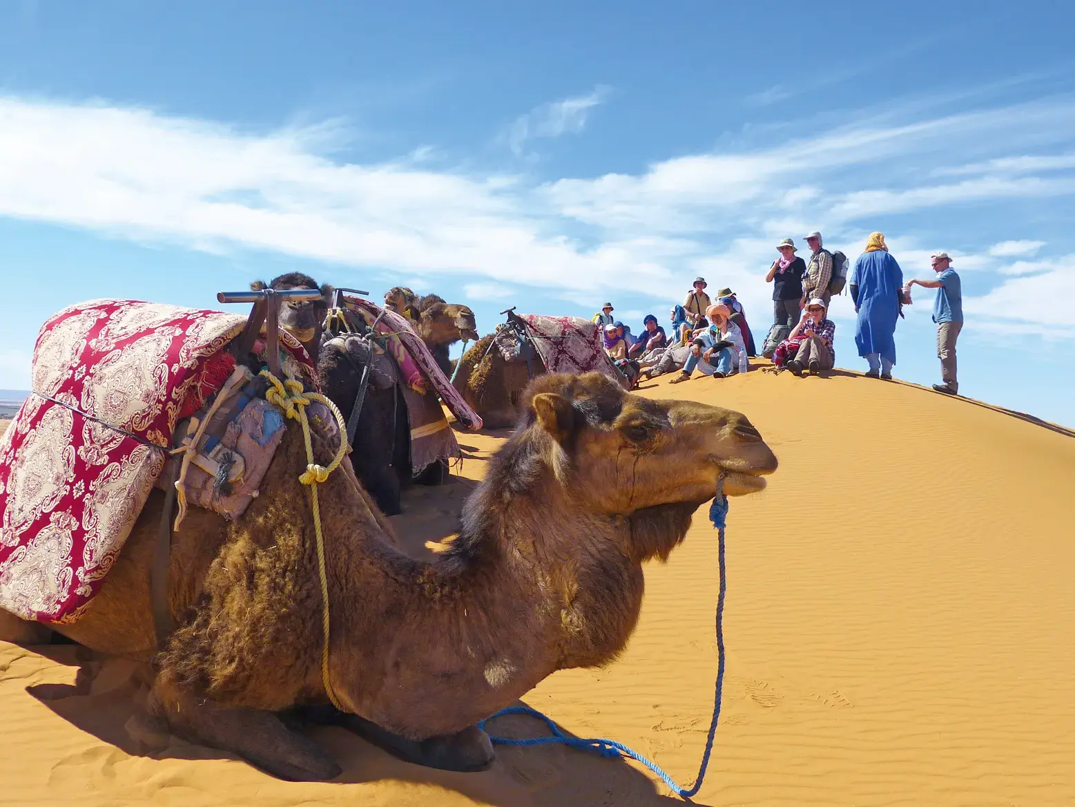 Hauser-Reisegruppe rastet auf einer hohen Sanddüne in Merzouga, während im Vordergrund ein gesatteltes Kamel im Sand liegt.