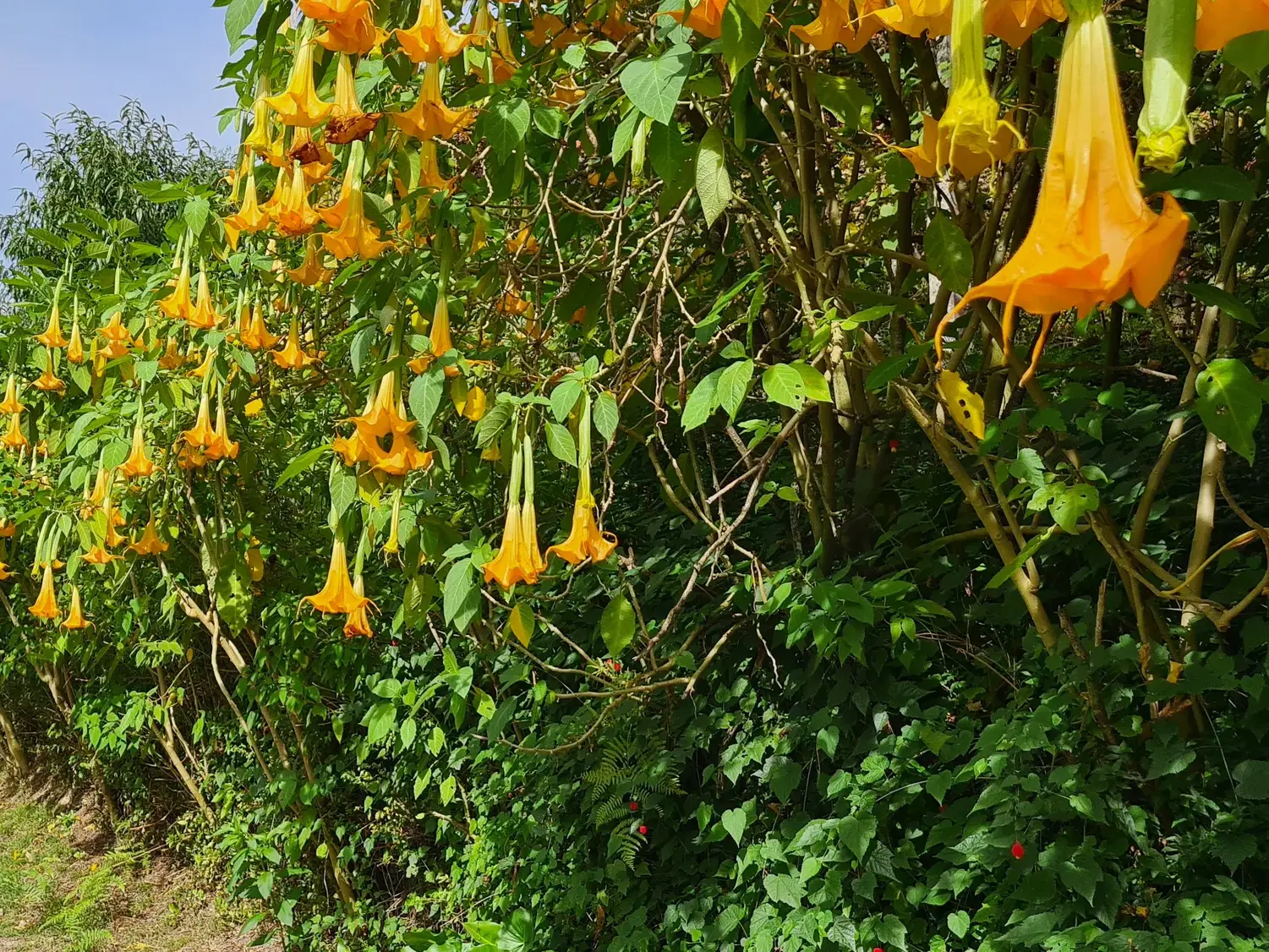 Üppige, grüne Büsche mit zahlreichen gelben Engelstrompeten säumen einen Wanderweg während einer Trekkingreise in Nordportugal.