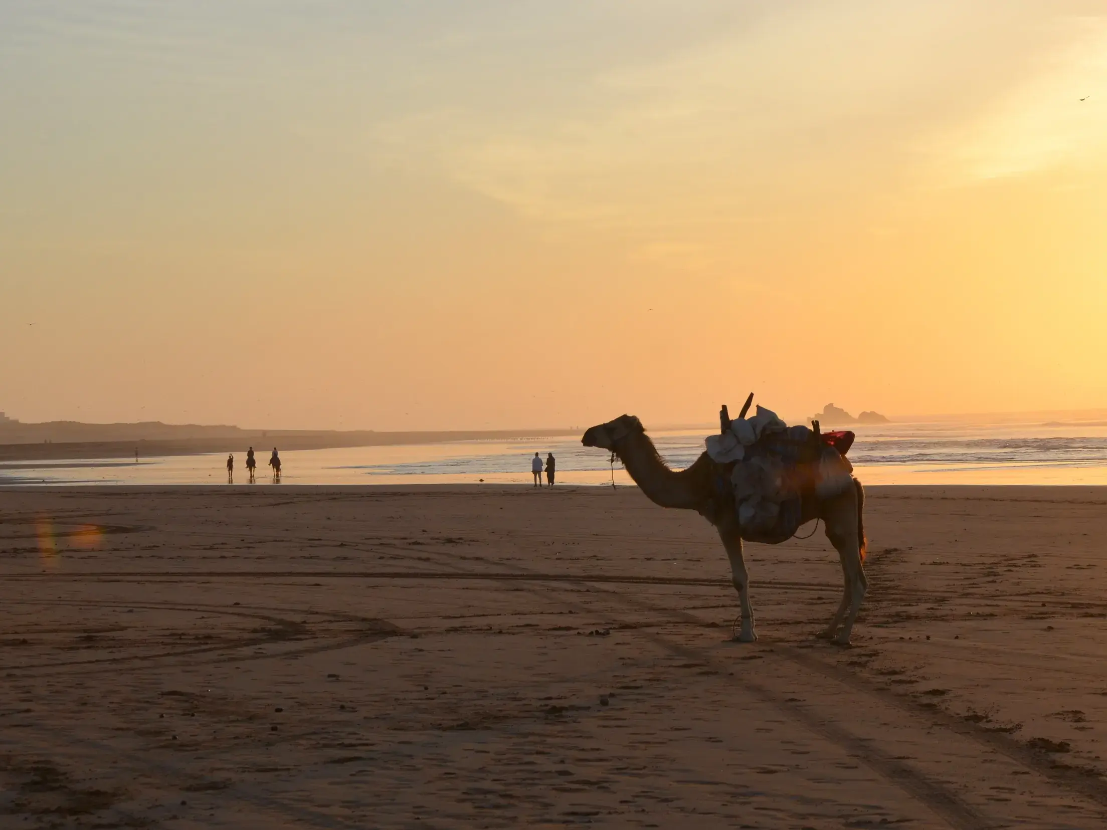 Ein beladenes Kamel einer Karawane steht bei Sonnenuntergang am weiten Sandstrand der Atlantikküste Marokkos.