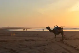 Ein beladenes Kamel einer Karawane steht bei Sonnenuntergang am weiten Sandstrand der Atlantikküste Marokkos.