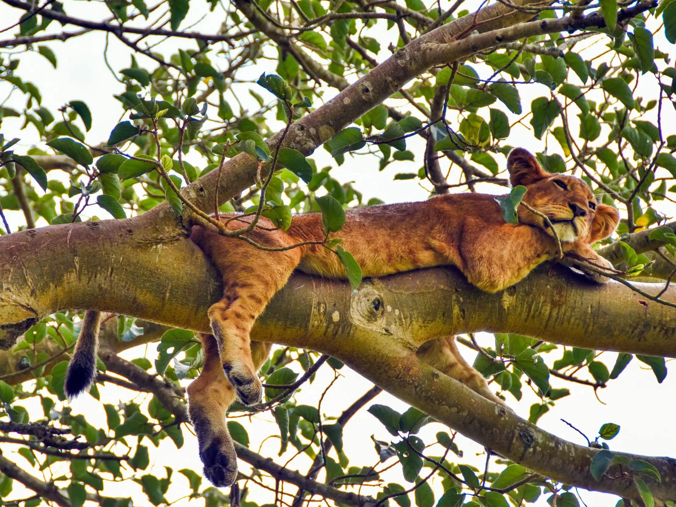 Ein baumkletternder Löwe schläft entspannt auf dem Ast eines Feigenbaums im Queen-Elizabeth-Nationalpark in Uganda.