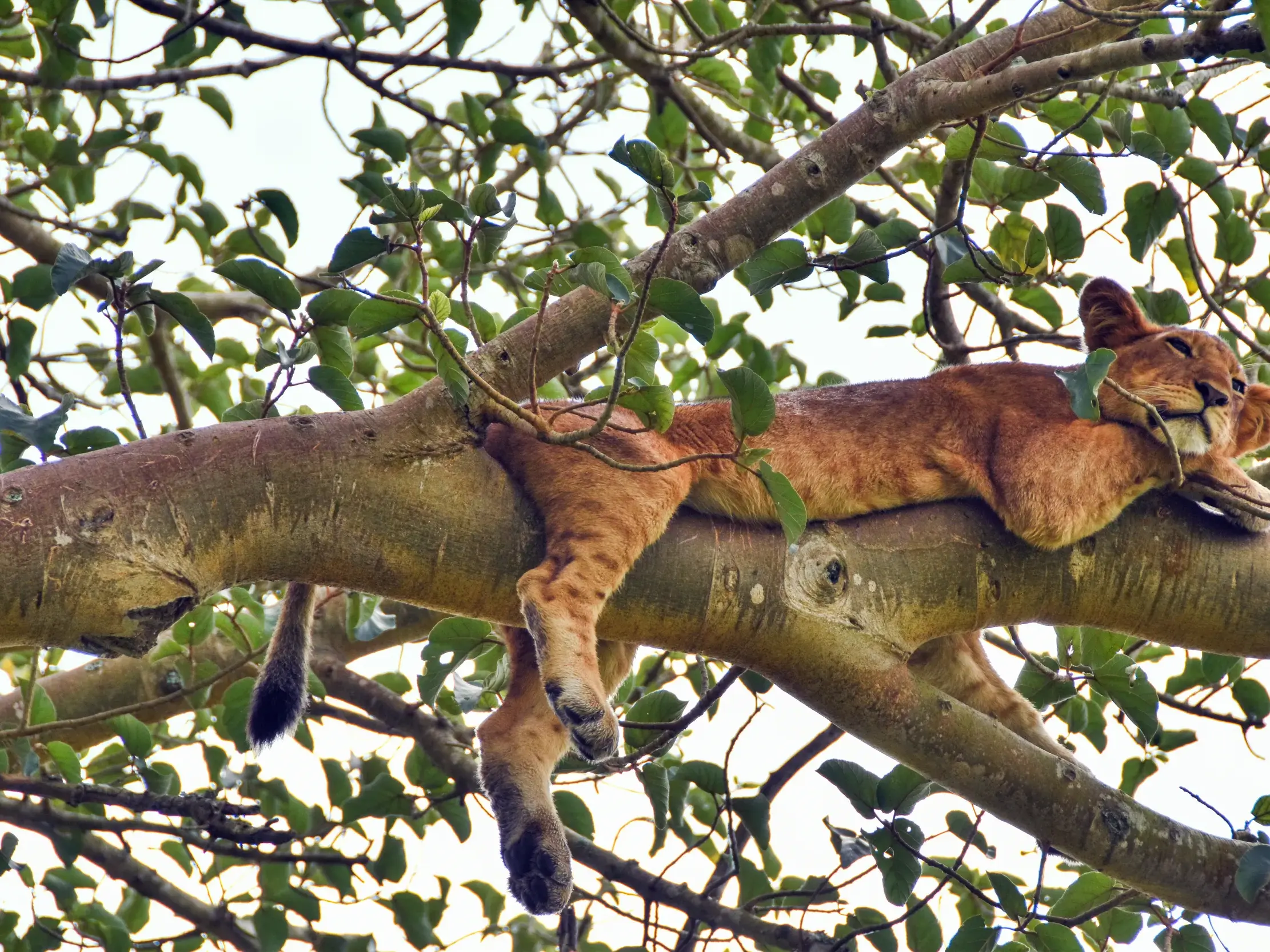 Ein junger Löwe ruht entspannt auf einem dicken, blätterreichen Ast im Queen-Elizabeth-Nationalpark in Uganda.