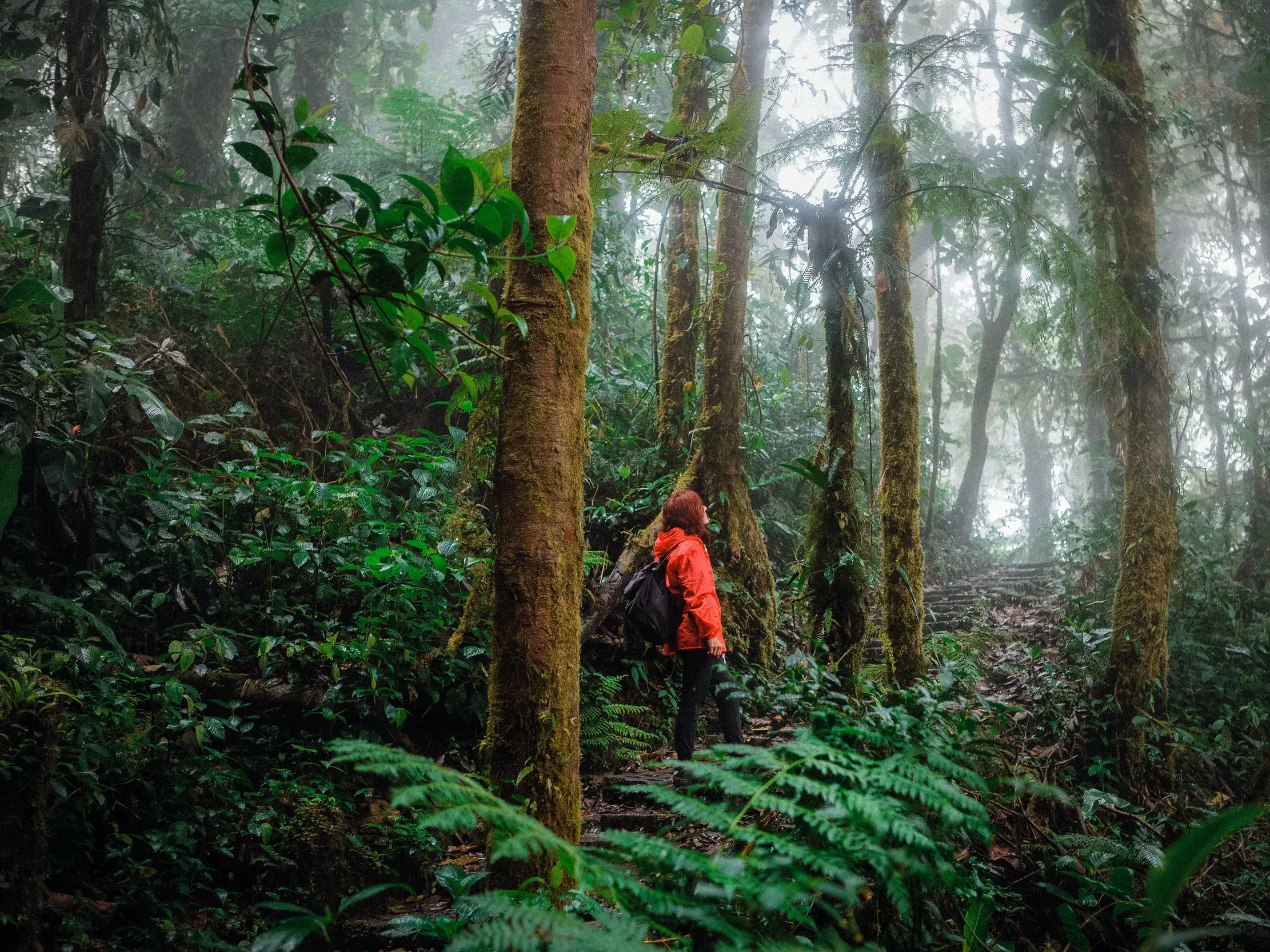 Eine Wanderin in roter Jacke auf einem Pfad durch den mystischen Nebelwald von Monteverde mit moosbewachsenen Bäumen.