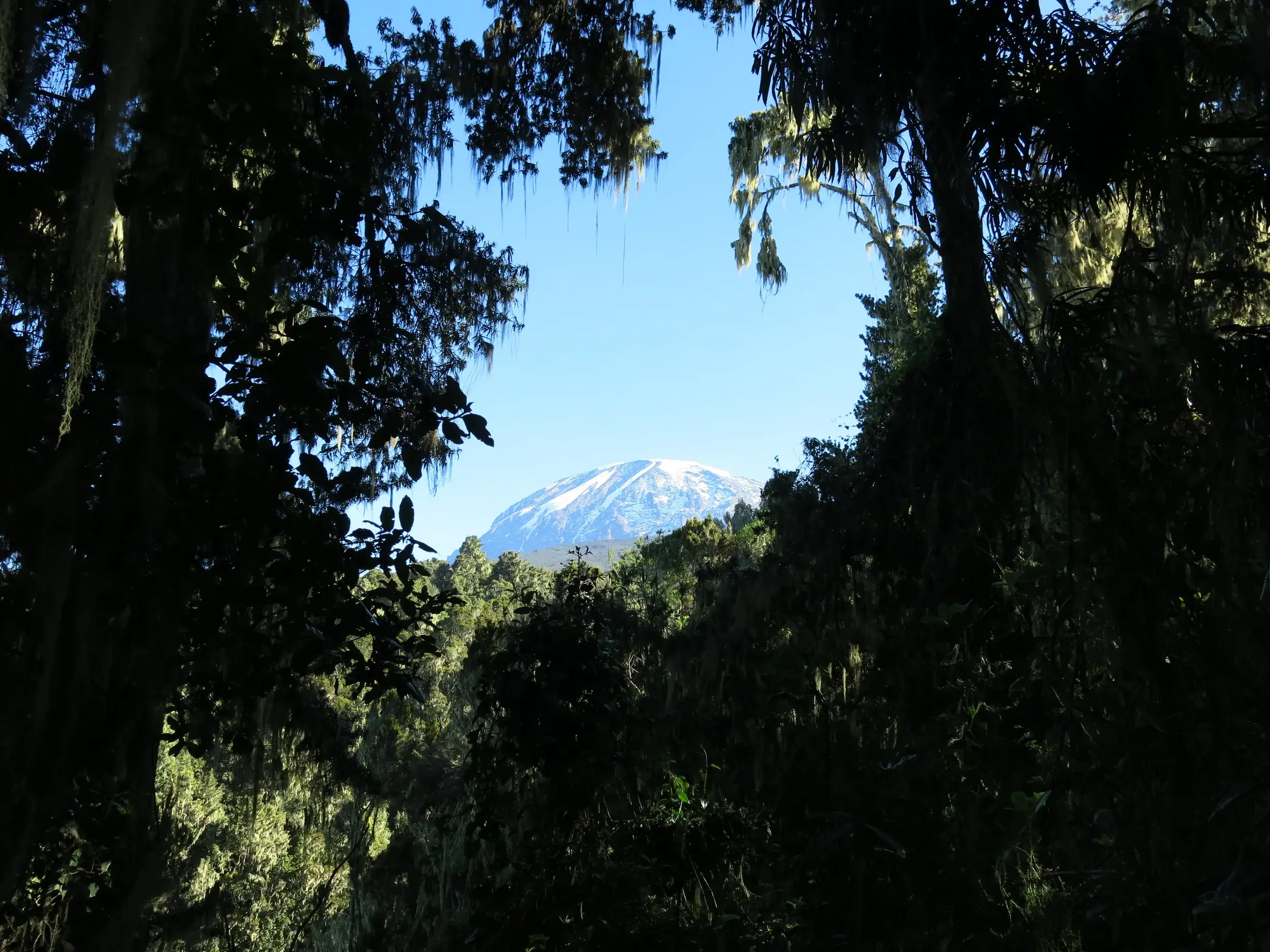 Der schneebedeckte Gipfel des Kilimanjaro erhebt sich hinter moosbewachsenen Bäumen des Regenwaldes auf der Machame-Route.