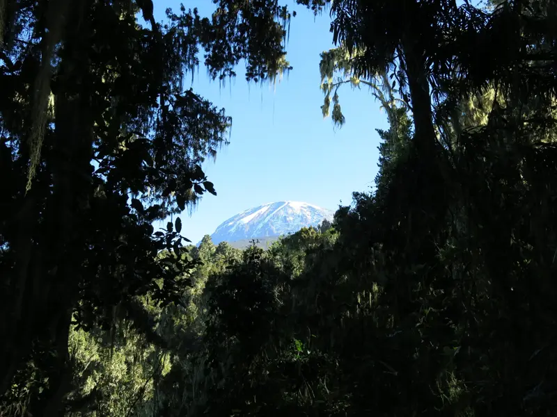 Der schneebedeckte Gipfel des Kilimanjaro erhebt sich hinter moosbewachsenen Bäumen des Regenwaldes auf der Machame-Route.