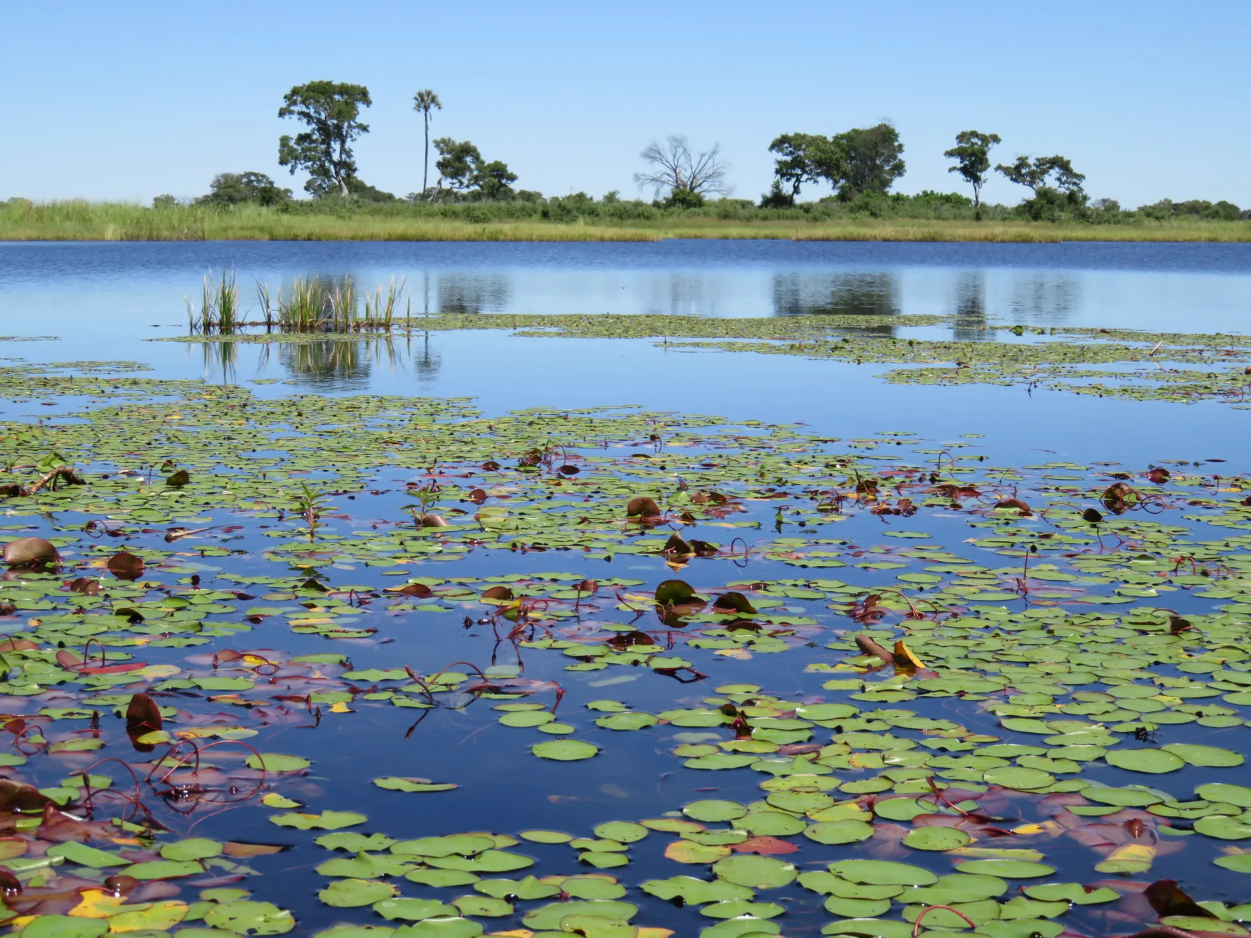 Unzählige grüne Seerosenblätter treiben auf der ruhigen Wasseroberfläche des Okavango Delta in Botswana.