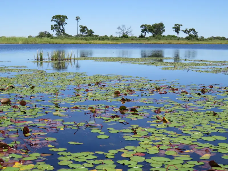 Unzählige grüne Seerosenblätter treiben auf dem stillen, blauen Wasser des Okavango River in Botswana.