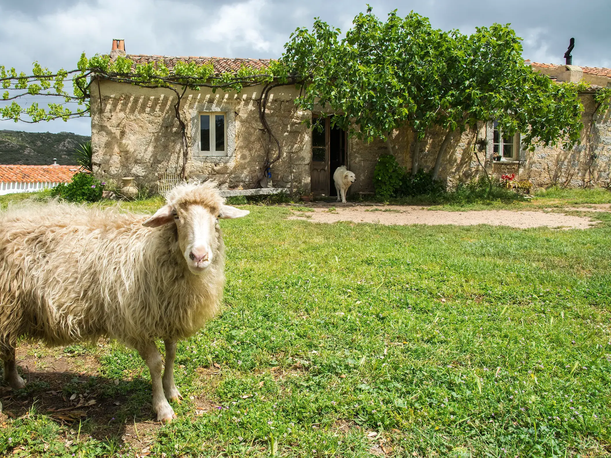 Ein zotteliges Schaf auf einer Weide vor einem traditionellen Steinhaus auf Sardinien, ein Hütehund steht im Eingang.
