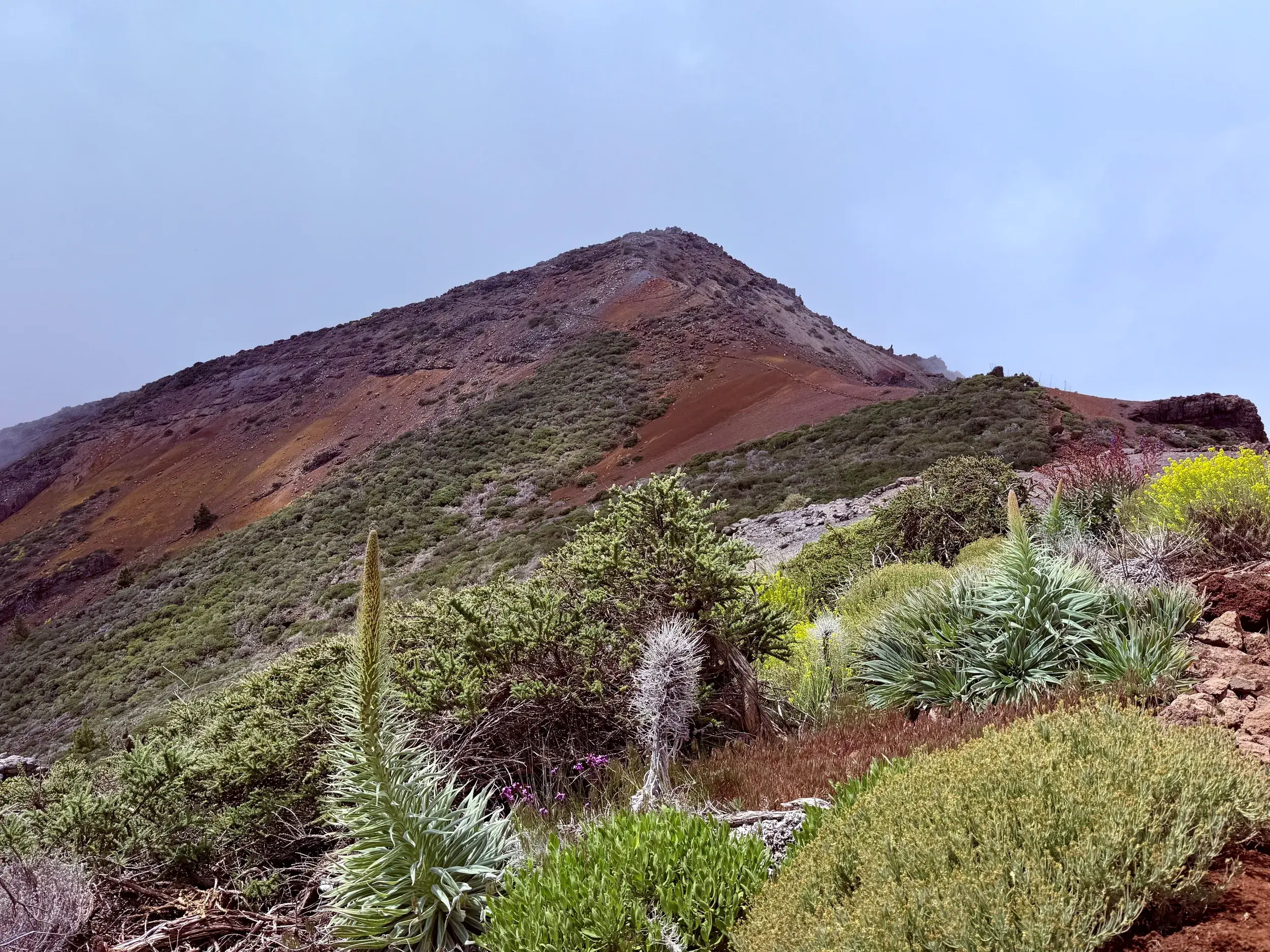 Ein Wanderpfad auf La Palma führt durch grüne, endemische Vegetation auf den rotbraunen Gipfel der Cumbre Vieja.