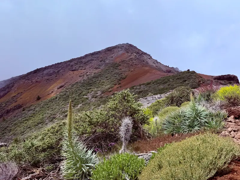 Ein Wanderpfad auf La Palma führt durch grüne, endemische Vegetation auf den rotbraunen Gipfel der Cumbre Vieja.
