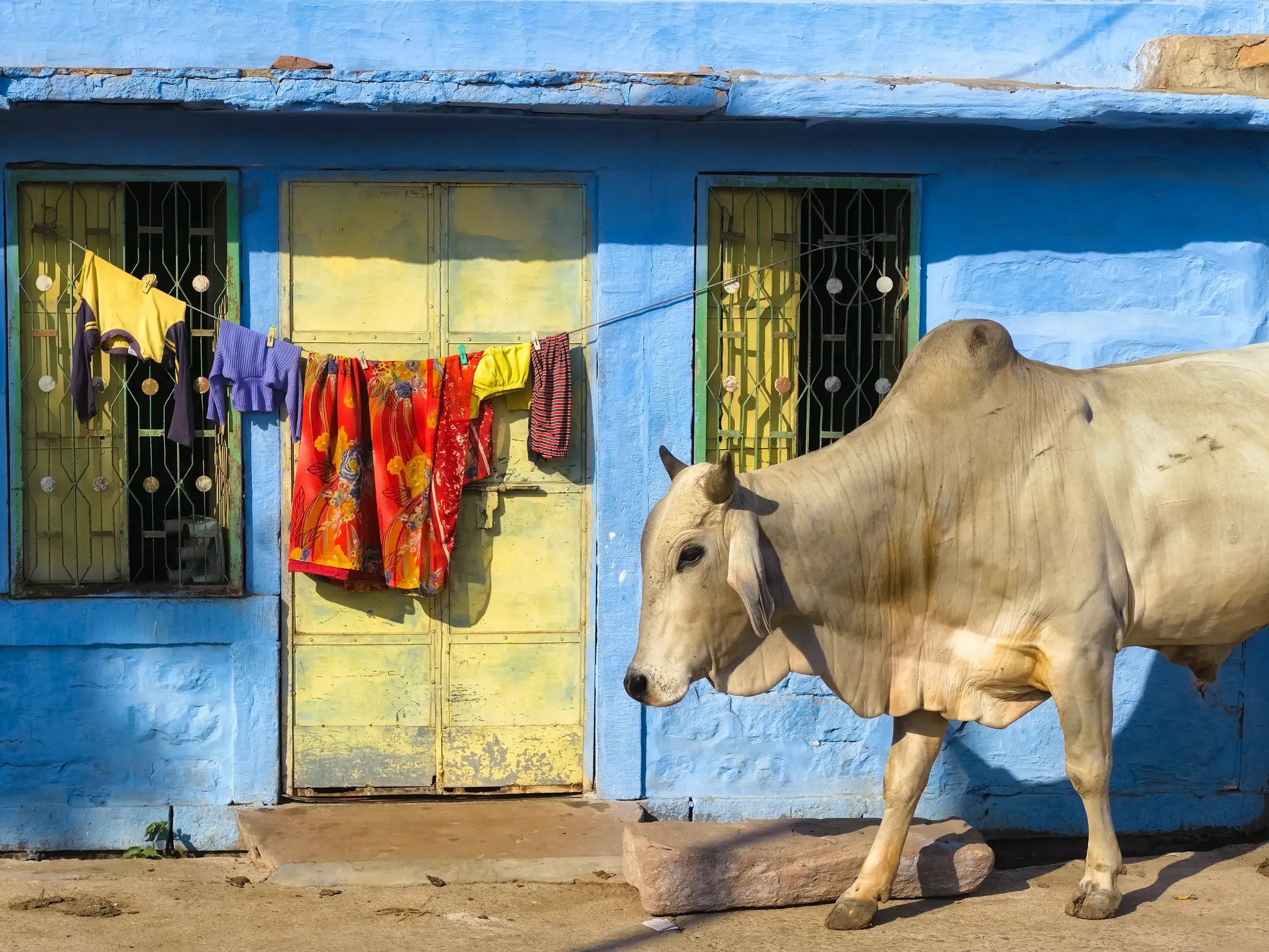 Eine heilige Kuh spaziert durch eine Gasse in der blauen Stadt Jodhpur vorbei an einer leuchtend blauen Hauswand.