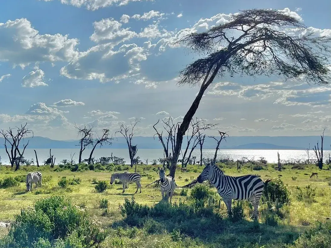 Eine kleine Zebraherde grast in der grünen Savanne auf Crescent Island mit dem Lake Naivasha im Hintergrund in Kenia.