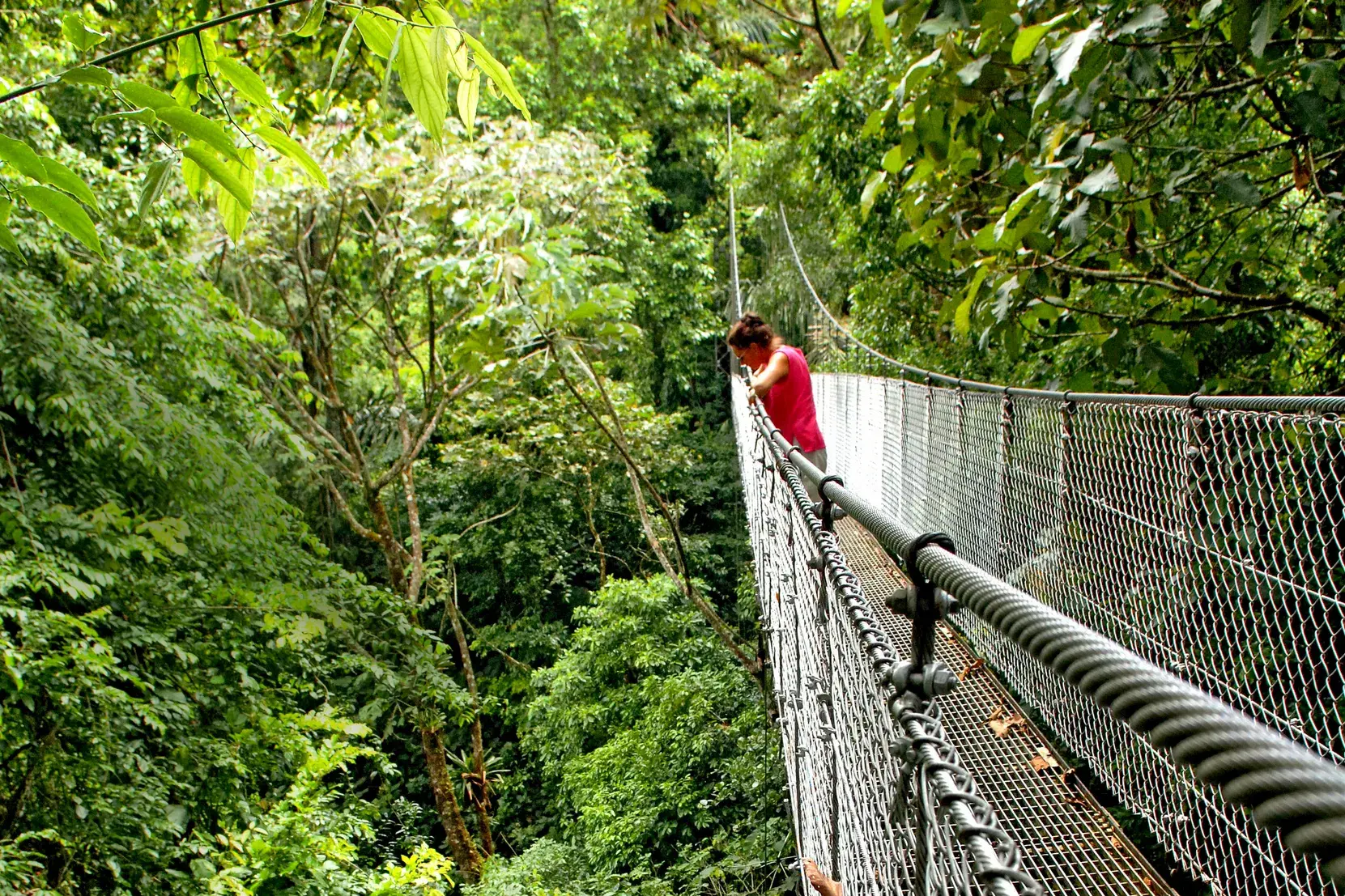Eine Frau auf einer Hängebrücke blickt während eines Baumwipfelspaziergangs in den dichten Nebelwald von Monteverde.