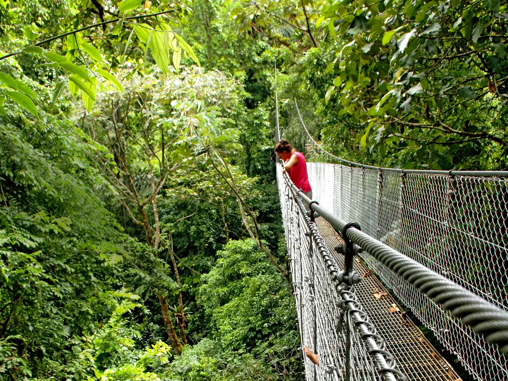 Eine Frau auf einer Hängebrücke blickt während eines Baumwipfelspaziergangs in den dichten Nebelwald von Monteverde.