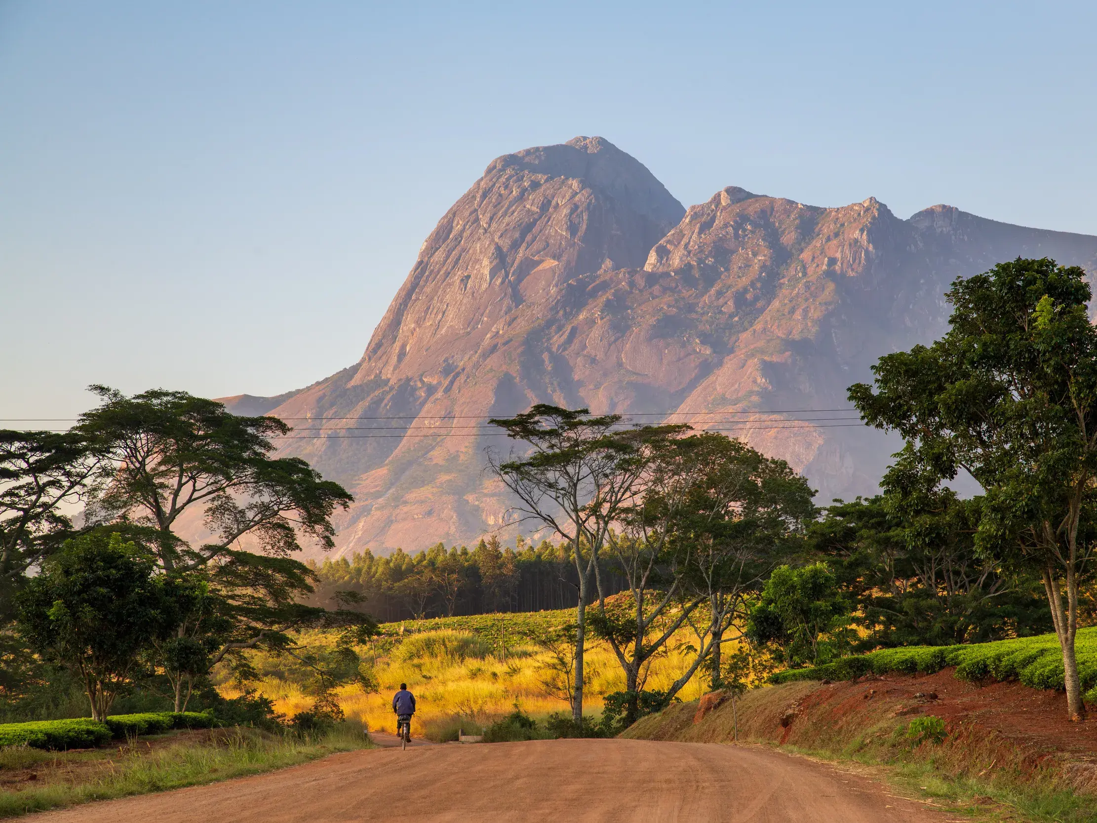 Radfahrer auf einer Schotterpiste entlang grüner Teeplantagen vor der imposanten Kulisse des Mulanje Bergmassivs in Malawi.