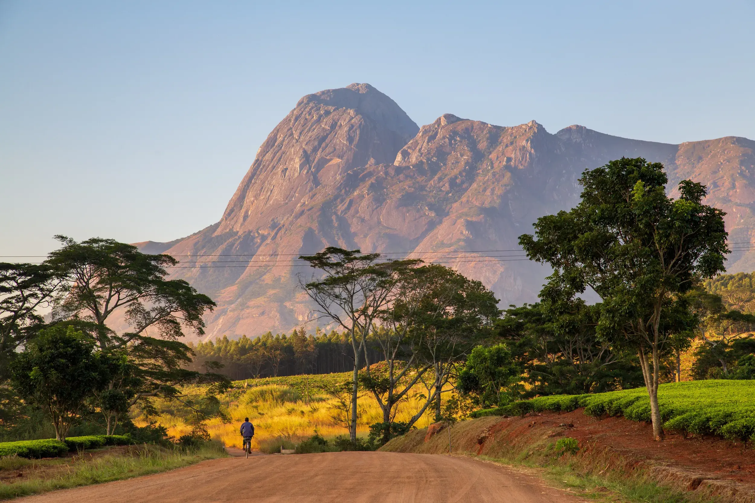 Radfahrer auf einer Schotterpiste entlang grüner Teeplantagen vor der imposanten Kulisse des Mulanje Bergmassivs in Malawi.