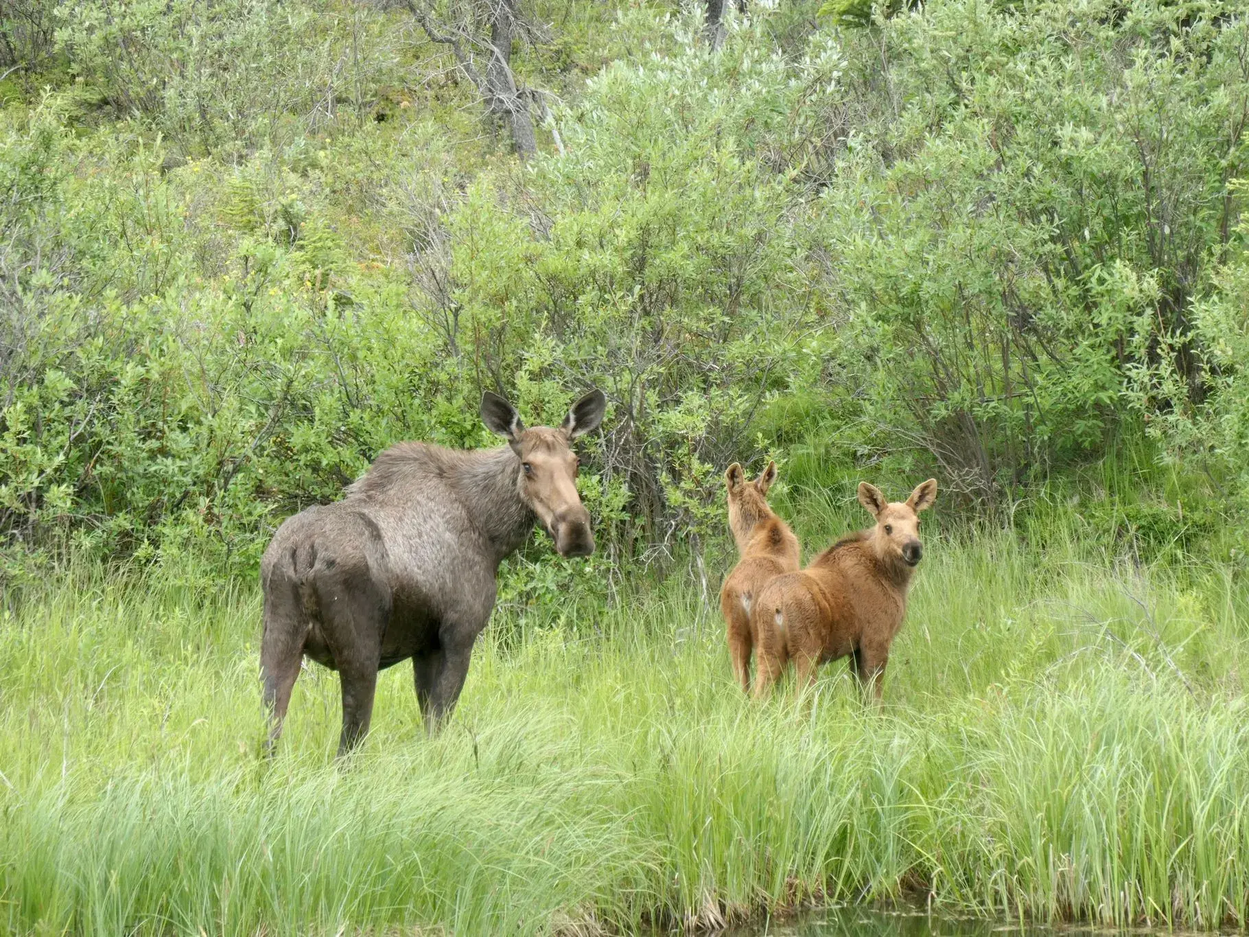 Eine Elchmutter mit ihren zwei Kälbern steht an einem Ufer in der grünen Wildnis des Denali Nationalparks in Alaska.