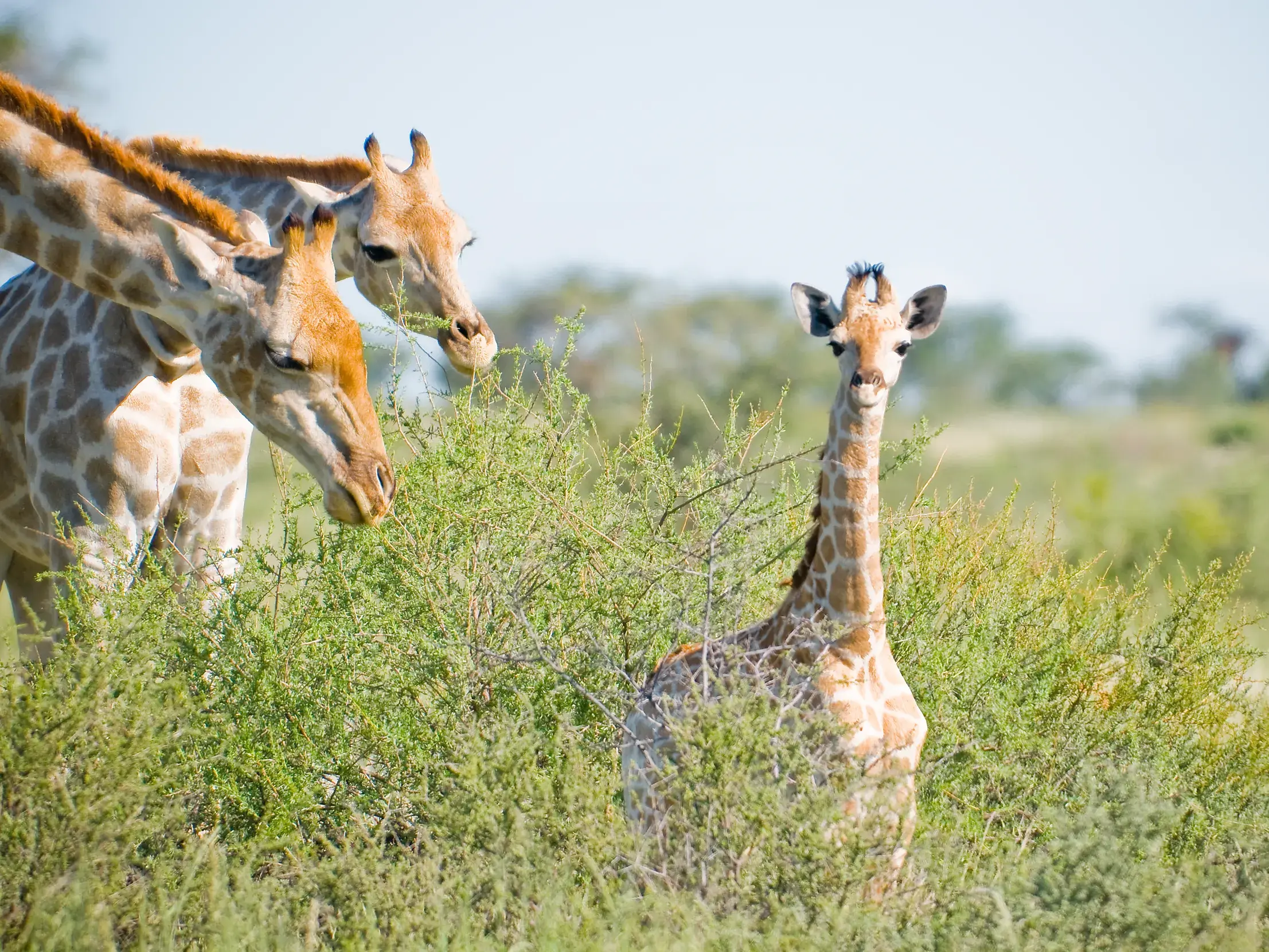 Eine junge Giraffe blickt neugierig aus einem Busch, während ihre Herde im Etosha Nationalpark in Namibia frisst.