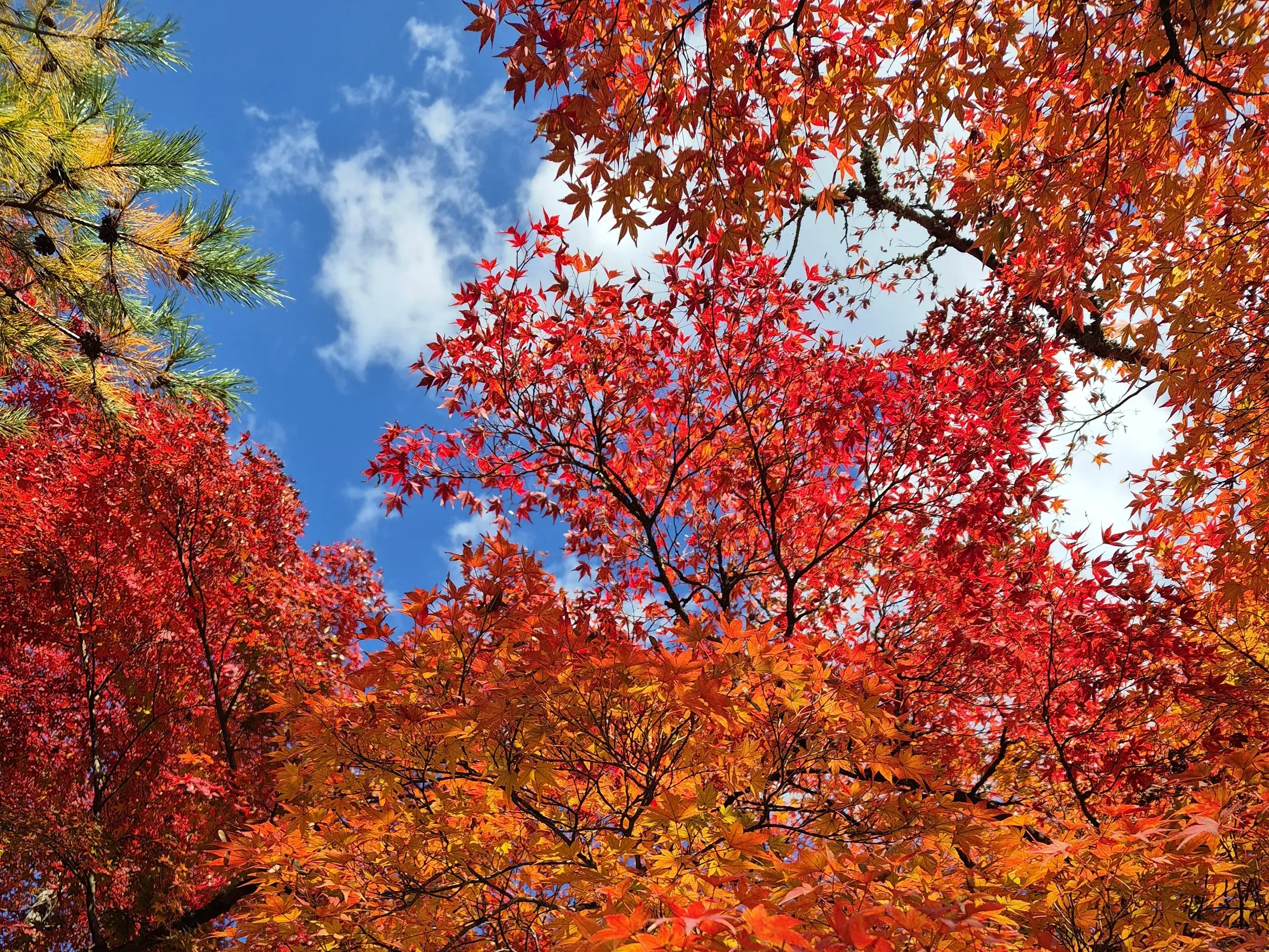 Blick durch leuchtend rotes Herbstlaub in den blauen Himmel während einer Wanderung in Yoshino, Japan.