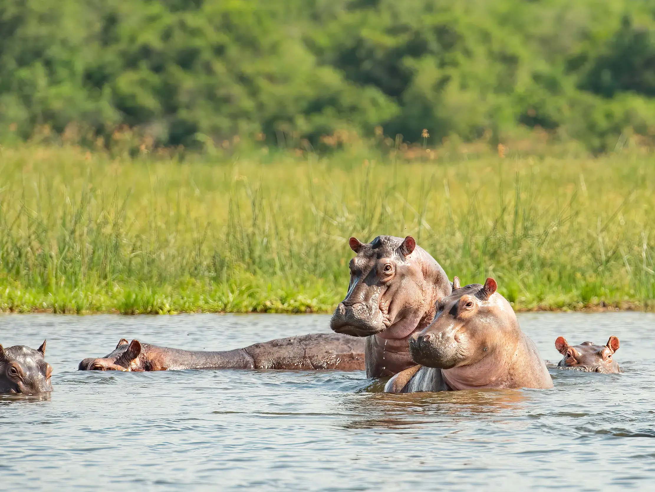 Eine Herde von Flusspferden badet im Nil während einer Boots-Safari im Murchison Nationalpark in Uganda.