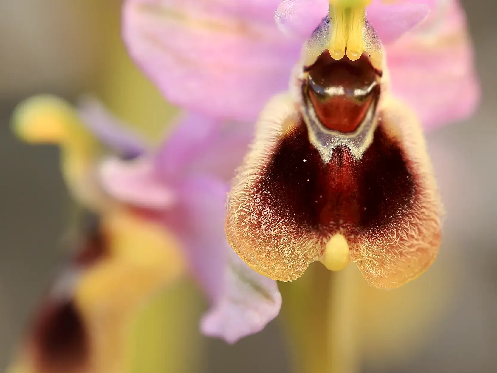 Nahaufnahme einer blühenden wilden Orchidee bei einer Frühlingswanderung auf Kreta