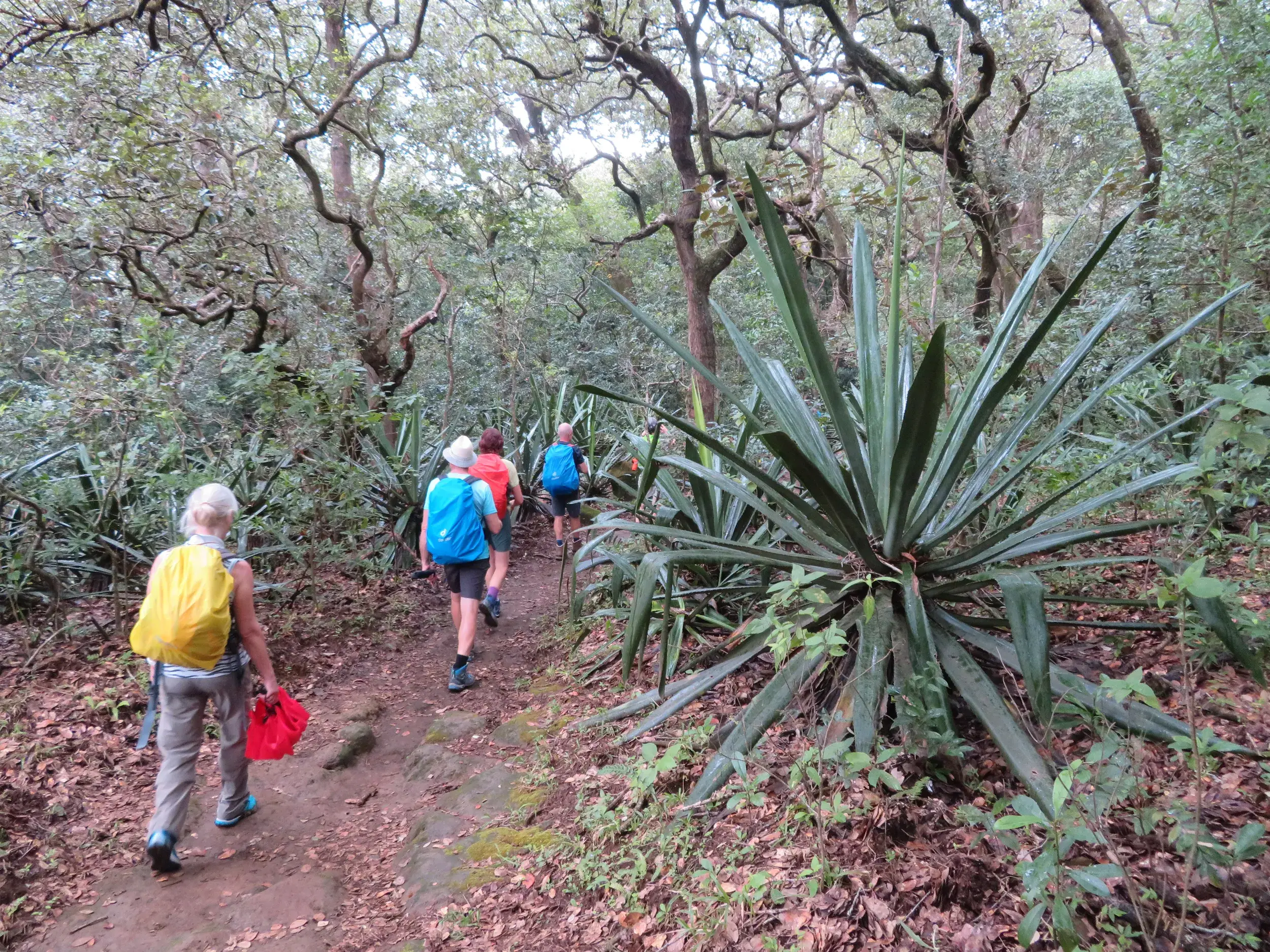 Eine Hauser Reisegruppe wandert auf einem schmalen Pfad vorbei an tropischen Pflanzen durch den dichten Regenwald Costa Ricas.
