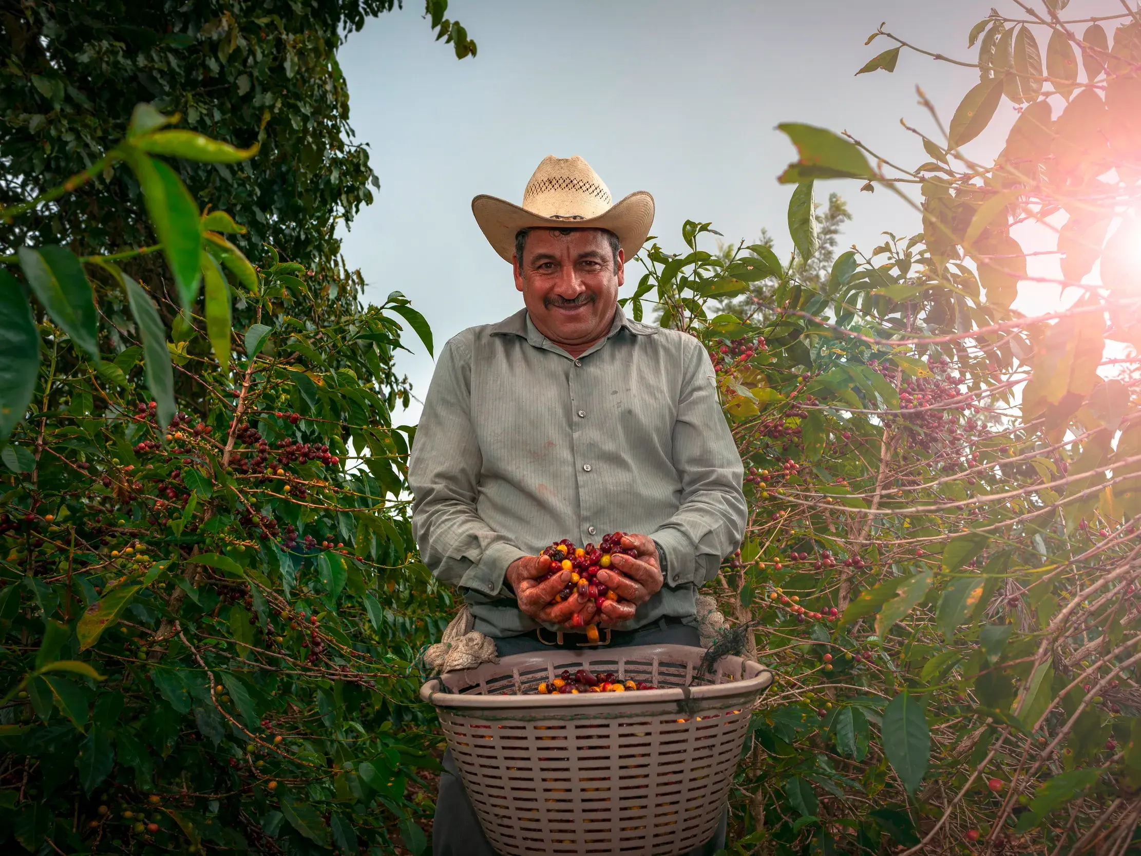 Ein freundlicher Kaffeebauer präsentiert auf einer Plantage in Guatemala stolz die Ernte frischer Kaffeekirschen.