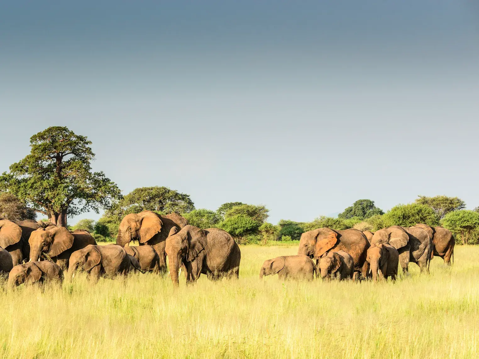 Eine große Elefantenherde mit mehreren Jungtieren steht im hohen Gras der Savanne im Serengeti-Nationalpark, Tansania.