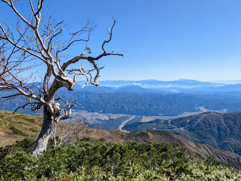Knorringer, kahler Baum an einem Berghang mit weiter Aussicht über die Japanischen Alpen und dem Fuji in der Ferne.