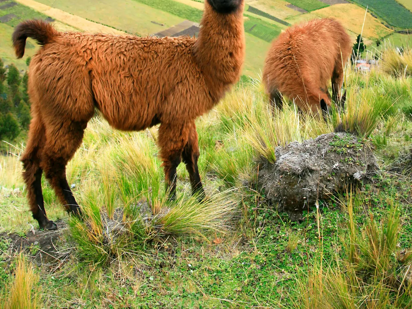 Ein braunes Lama steht im Vordergrund auf einer grünen Weide in den Anden, während ein zweites Tier im Hintergrund grast.
