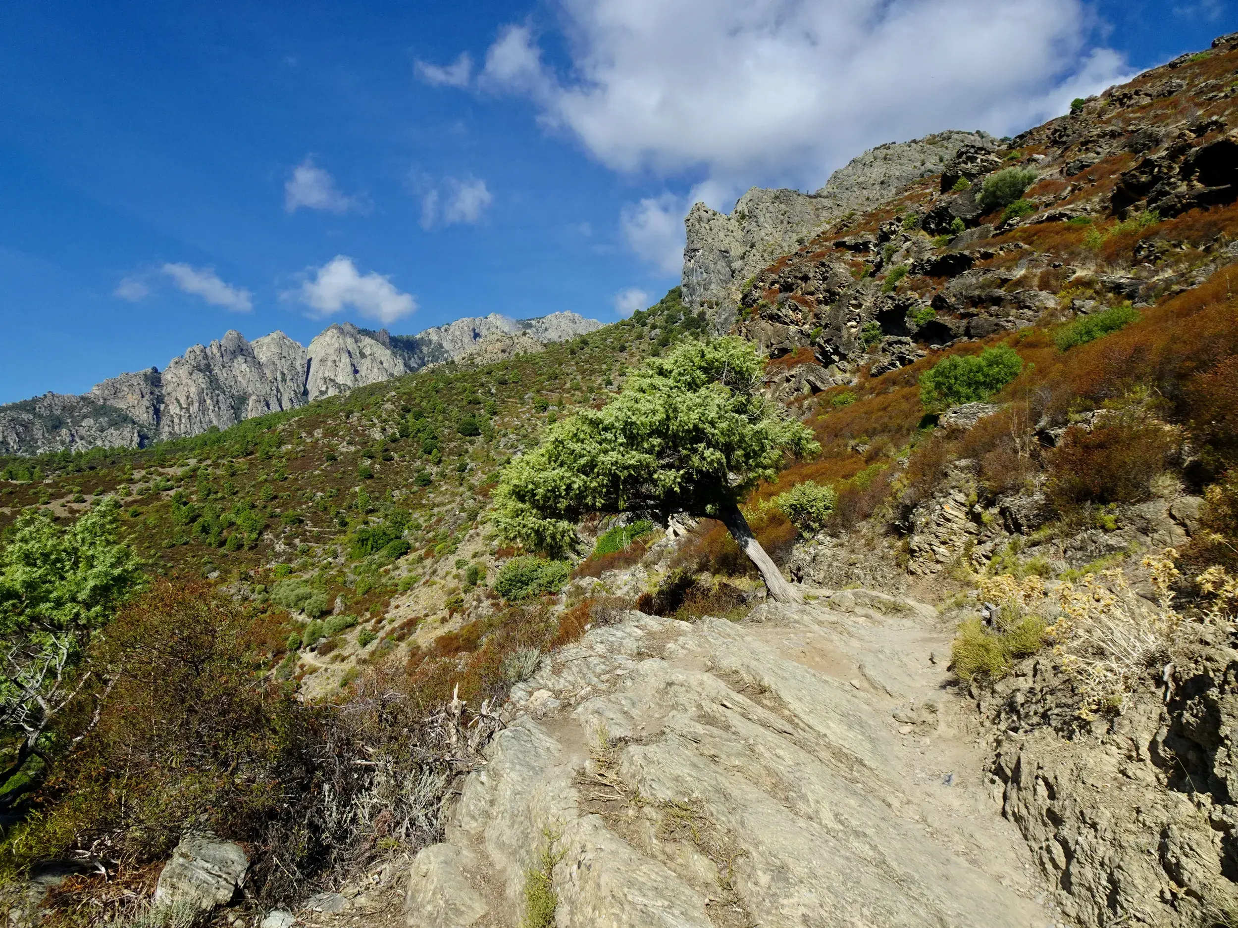 Ein steiniger Wanderpfad schlängelt sich durch die Macchia Korsikas, im Hintergrund eine schroffe Bergkette unter blauem Himmel.