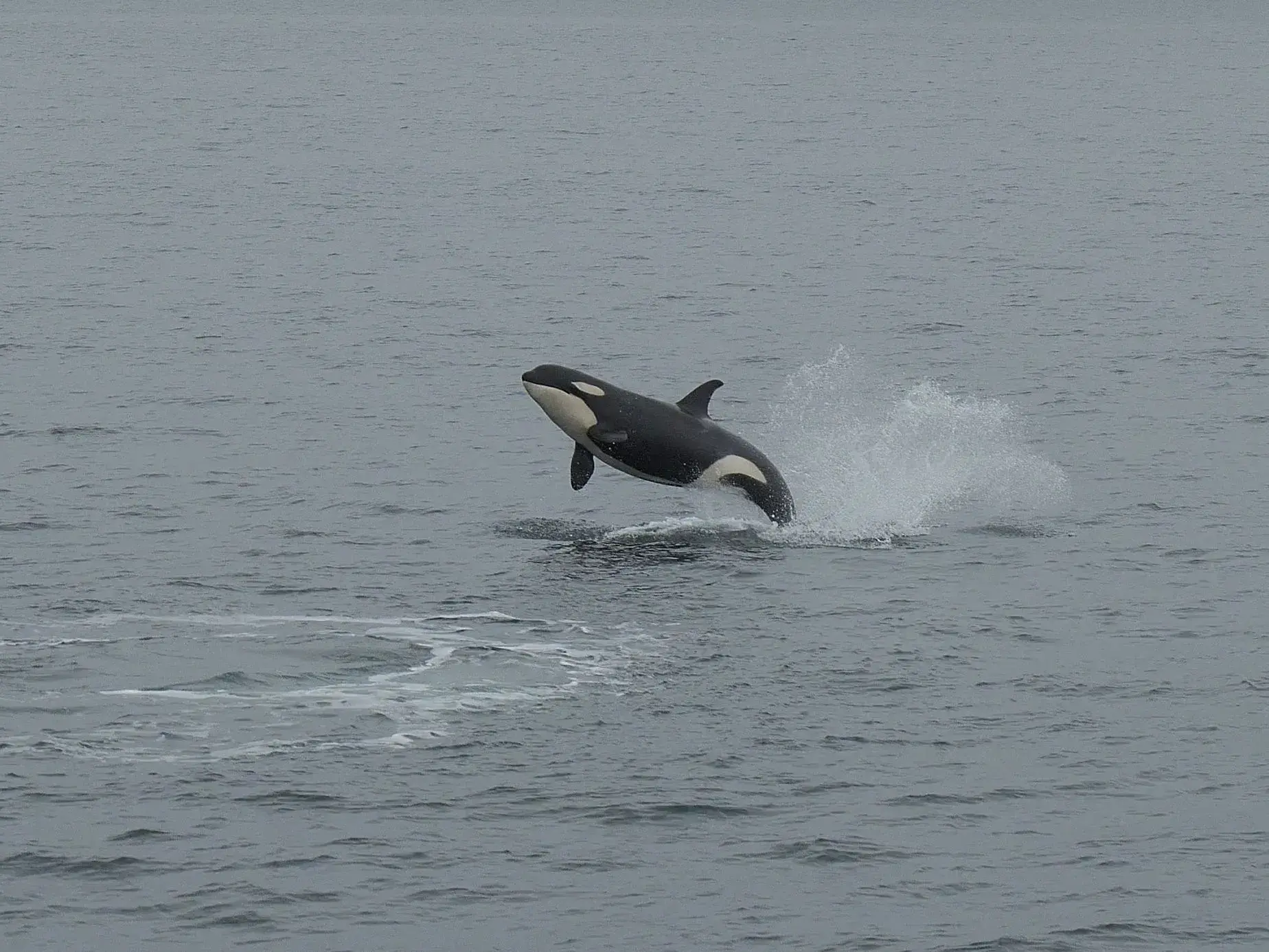 Ein Orca springt während einer Bootstour im Kenai Fjords Nationalpark in Alaska hoch aus dem aufgewühlten, grauen Meer.