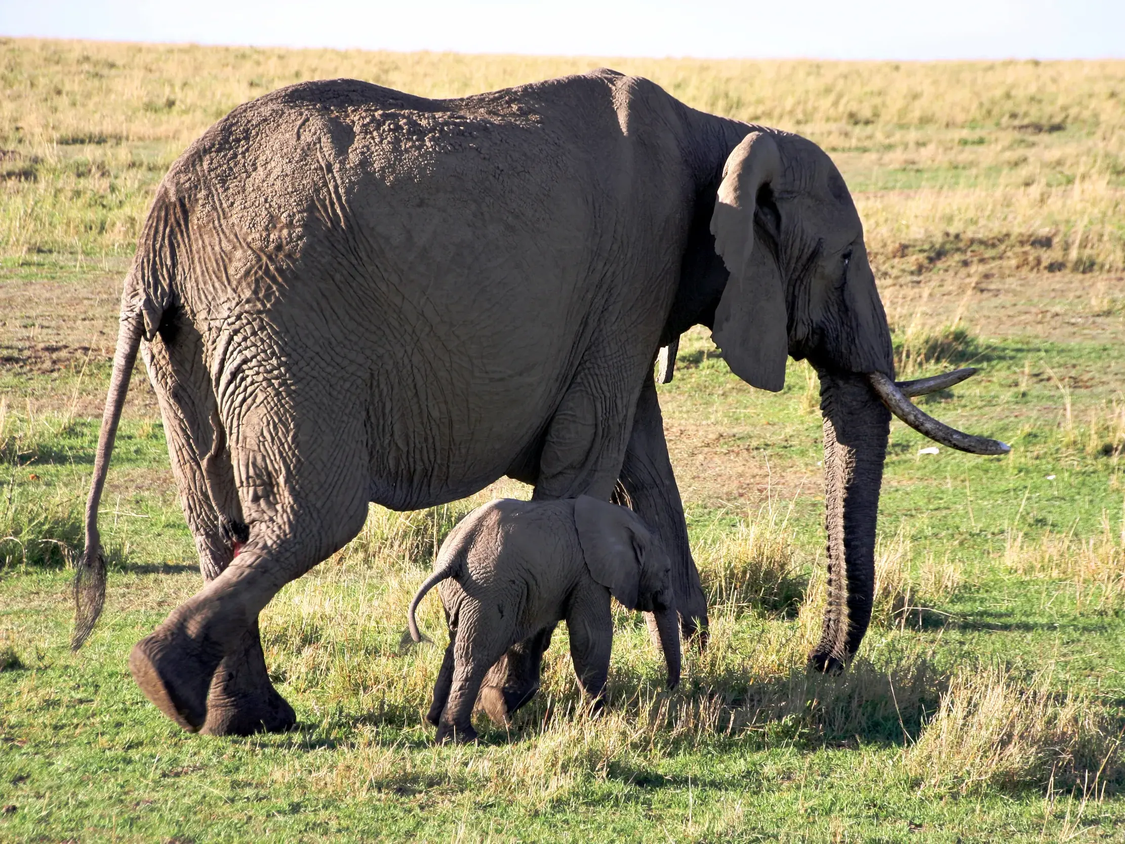 Eine Elefantenmutter geht mit ihrem kleinen Kalb bei einer Safari durch die weite Savanne der Masai Mara in Kenia.