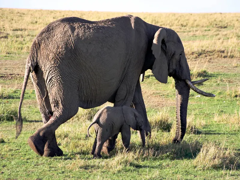 Eine Elefantenmutter geht mit ihrem kleinen Kalb bei einer Safari durch die weite Savanne der Masai Mara in Kenia.