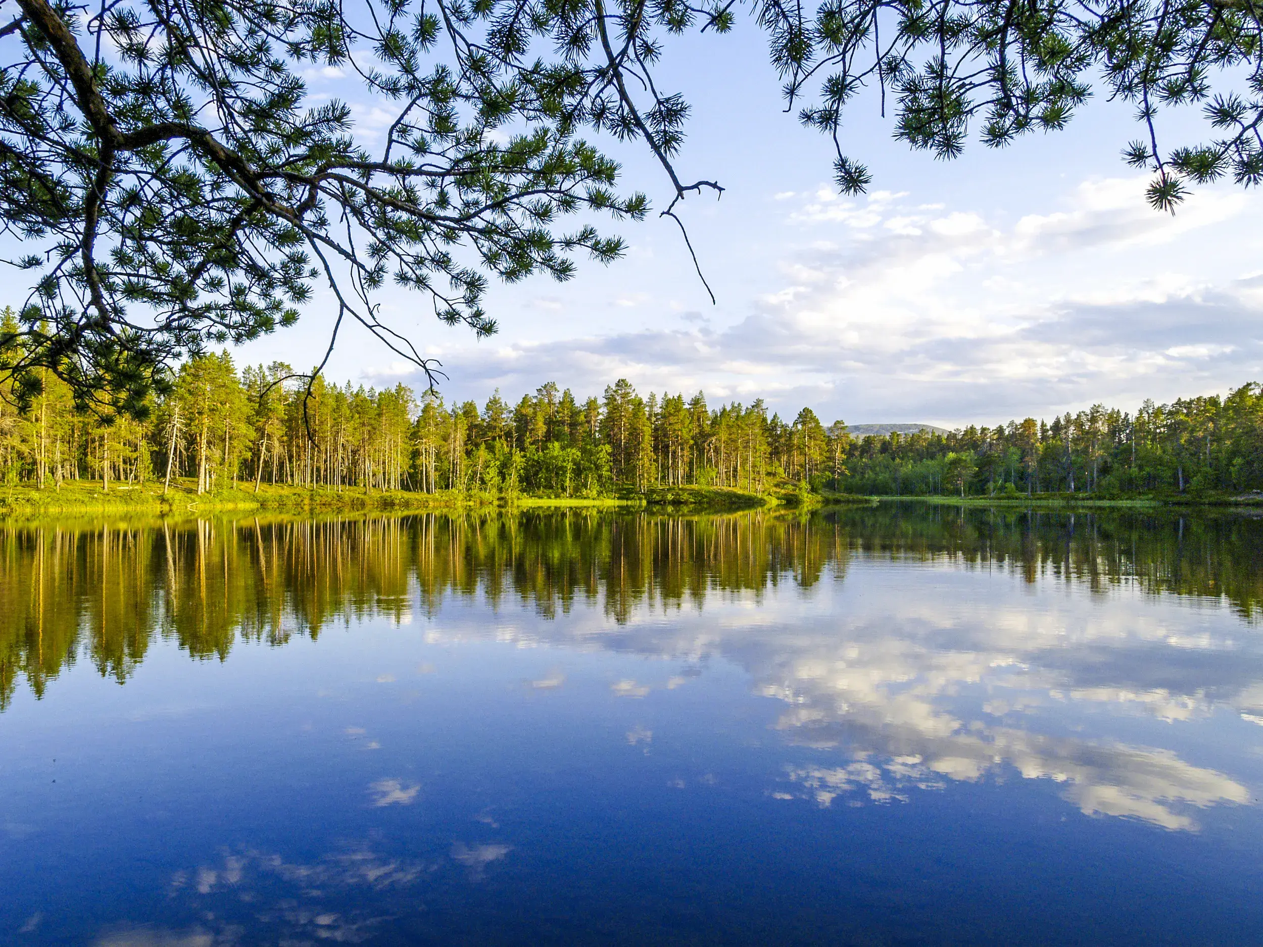 Ein Kiefernast rahmt den Blick auf den stillen See im Lemmenjoki-Nationalpark, dessen Wasser die Wälder Lapplands spiegelt.