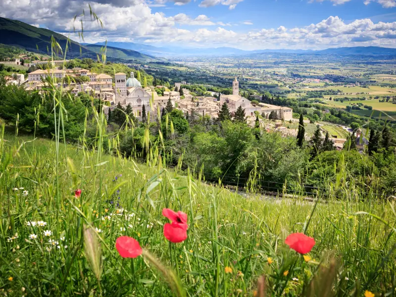 Weitblick von einer grünen Wiese mit Mohnblumen auf die Stadt Assisi und die Basilika S. Francesco in der umbrischen Hügellandschaft.