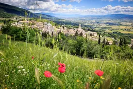 Weitblick von einer grünen Wiese mit Mohnblumen auf die Stadt Assisi und die Basilika S. Francesco in der umbrischen Hügellandschaft.