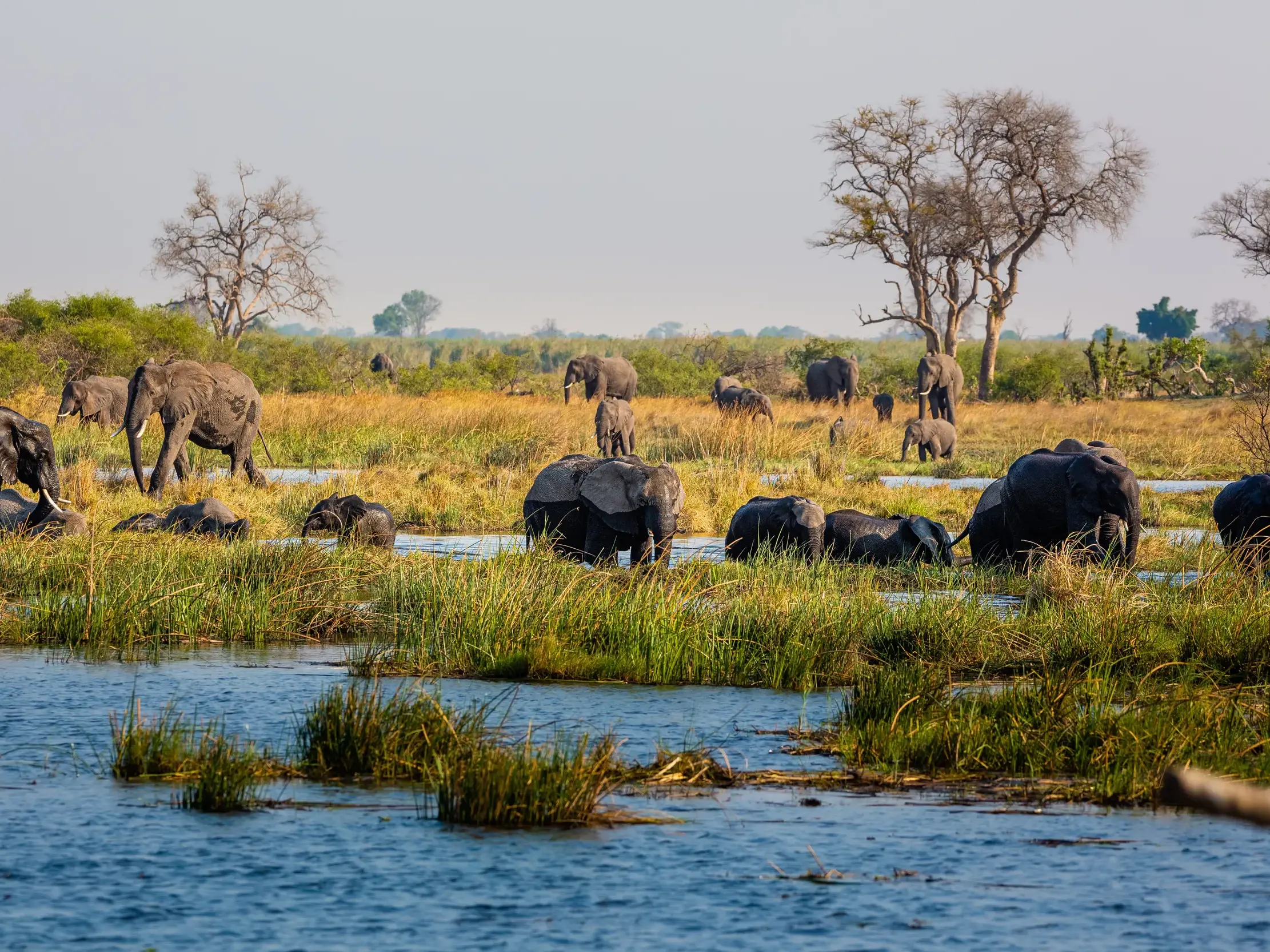 Eine große Herde afrikanischer Elefanten mit Jungtieren badet und trinkt in der Flusslandschaft des Chobe Nationalparks.