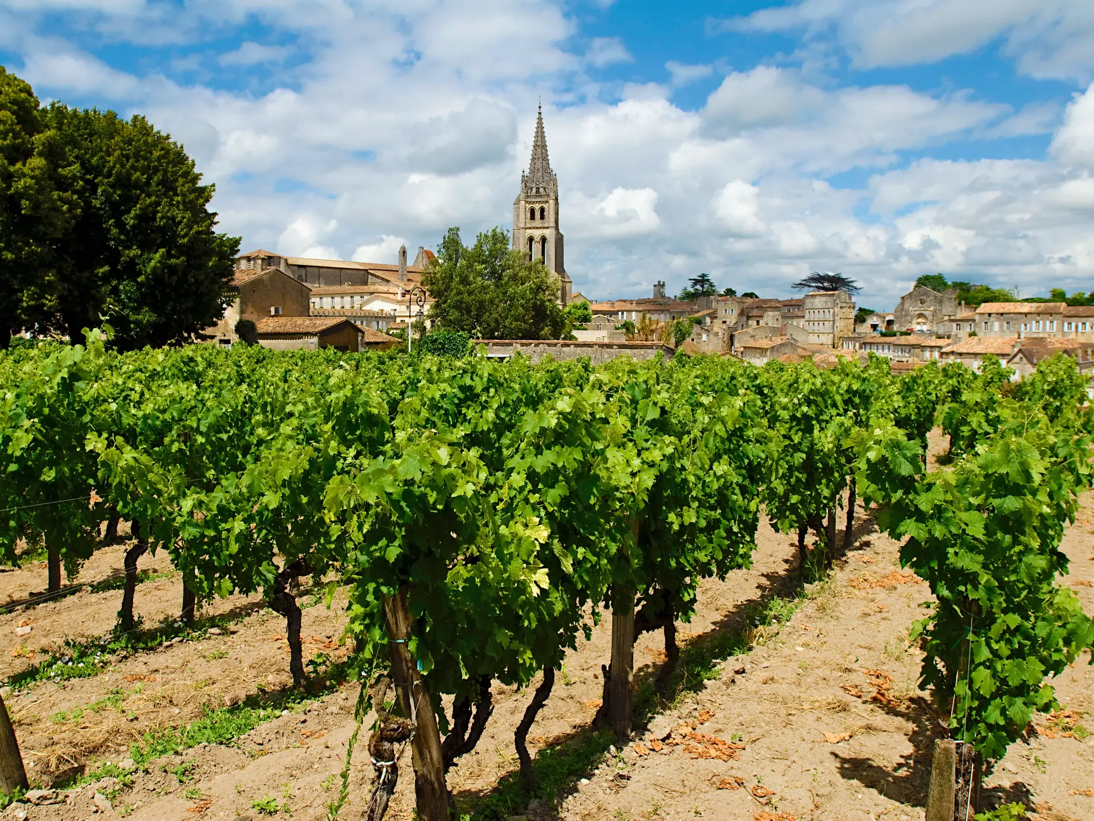 Grüne Weinberge der Weinregion Bordeaux mit Blick auf die historische Altstadt und den Kirchturm von St-Emilion bei Sonnenschein.