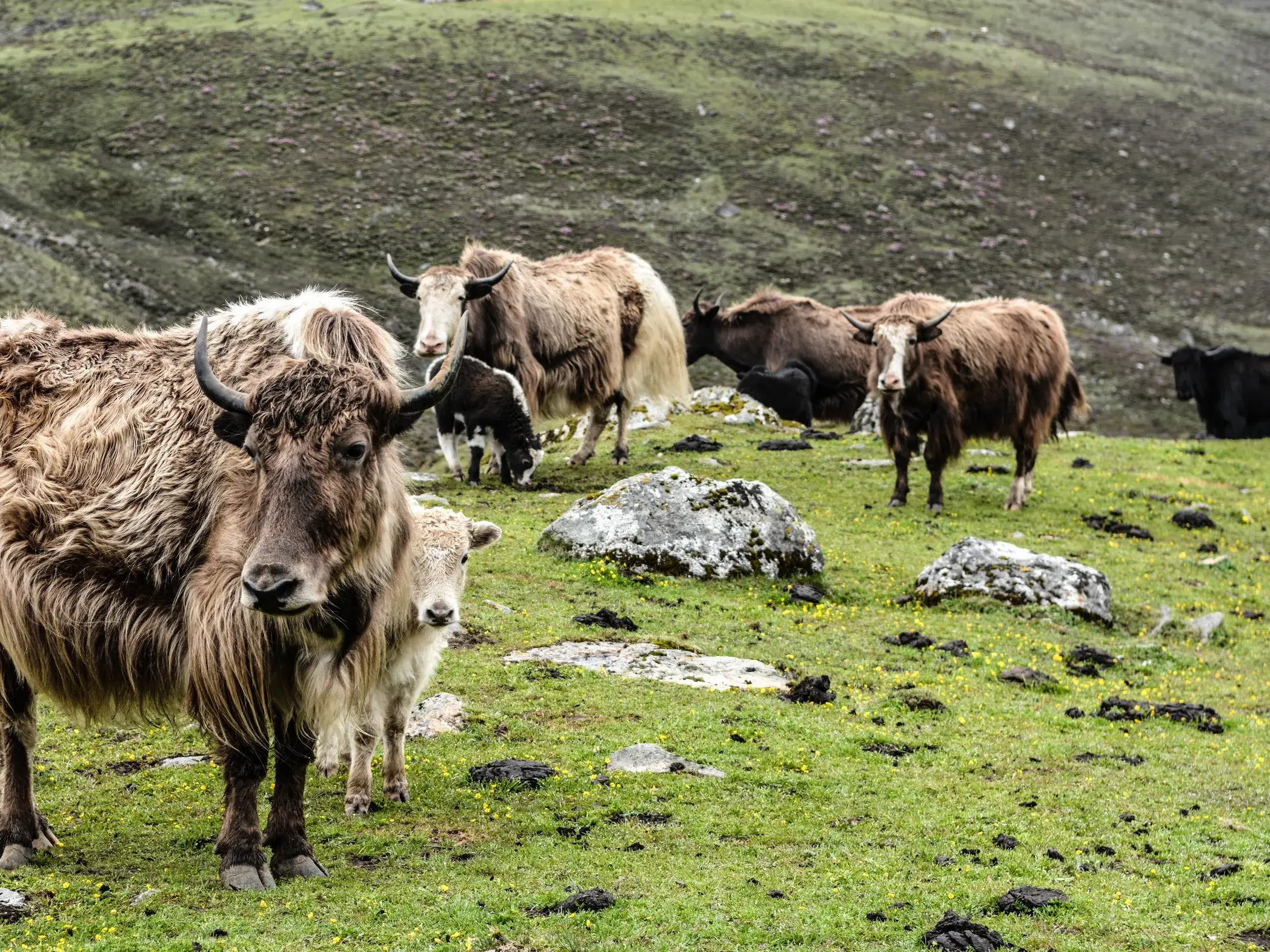 Eine Yak-Herde grast auf einer saftig grünen Almwiese während einer Trekkingreise in der Helambu-Region Nepals.