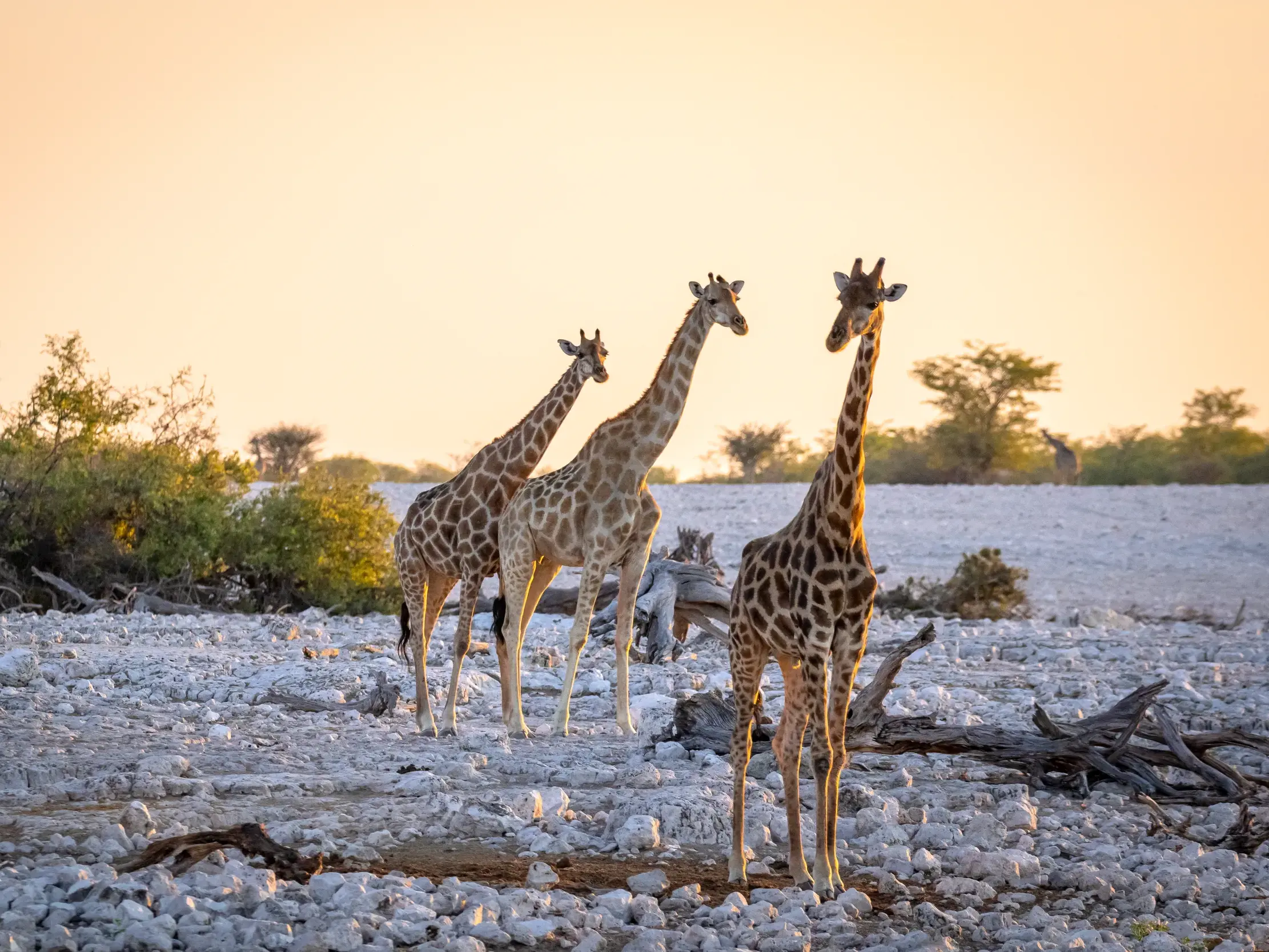 Drei Giraffen stehen in der goldenen Abendsonne in der steinigen Savanne des berühmten Etoscha-Nationalparks in Namibia.